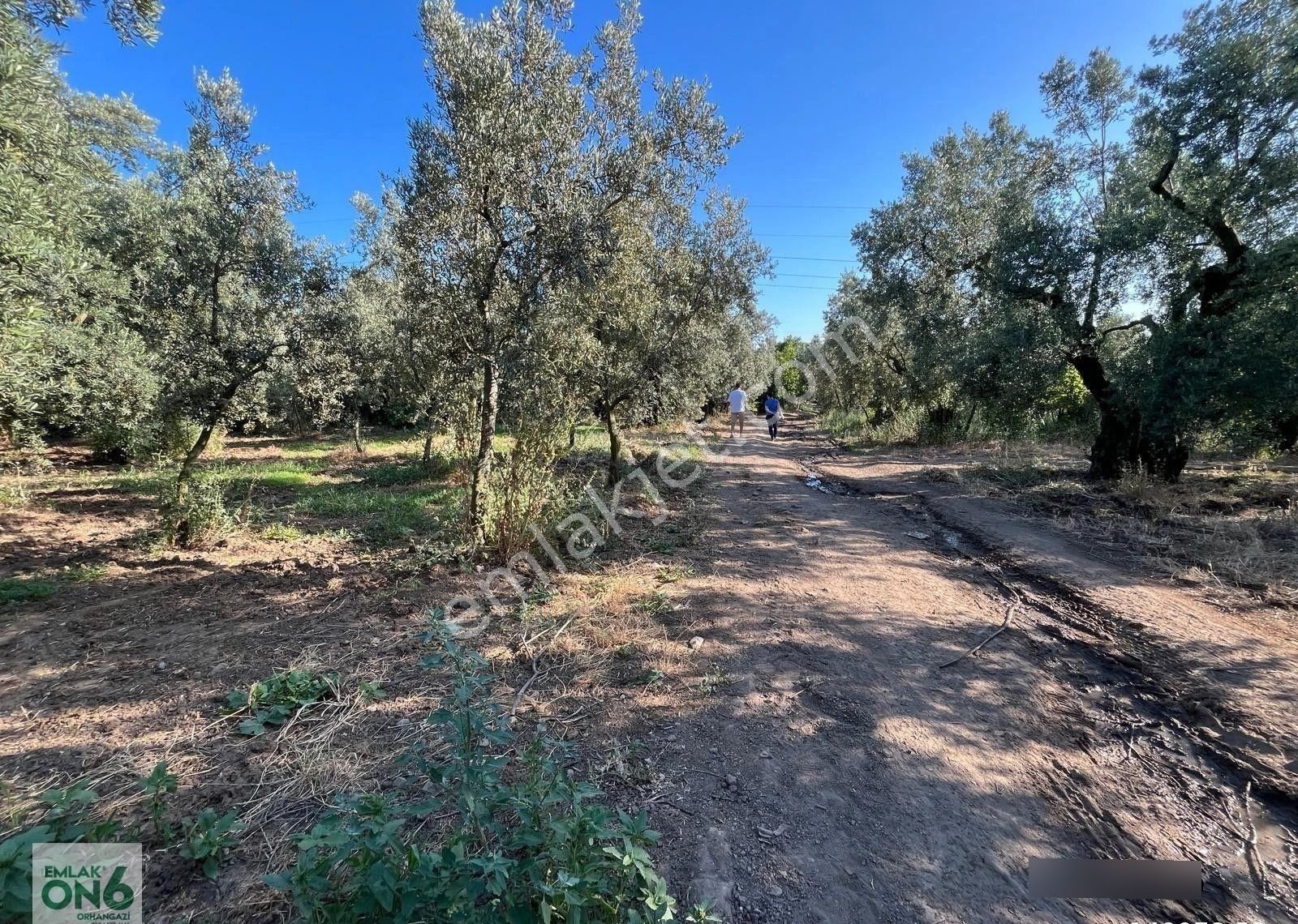 Yola Cephe Bakımlı Zeytinlik