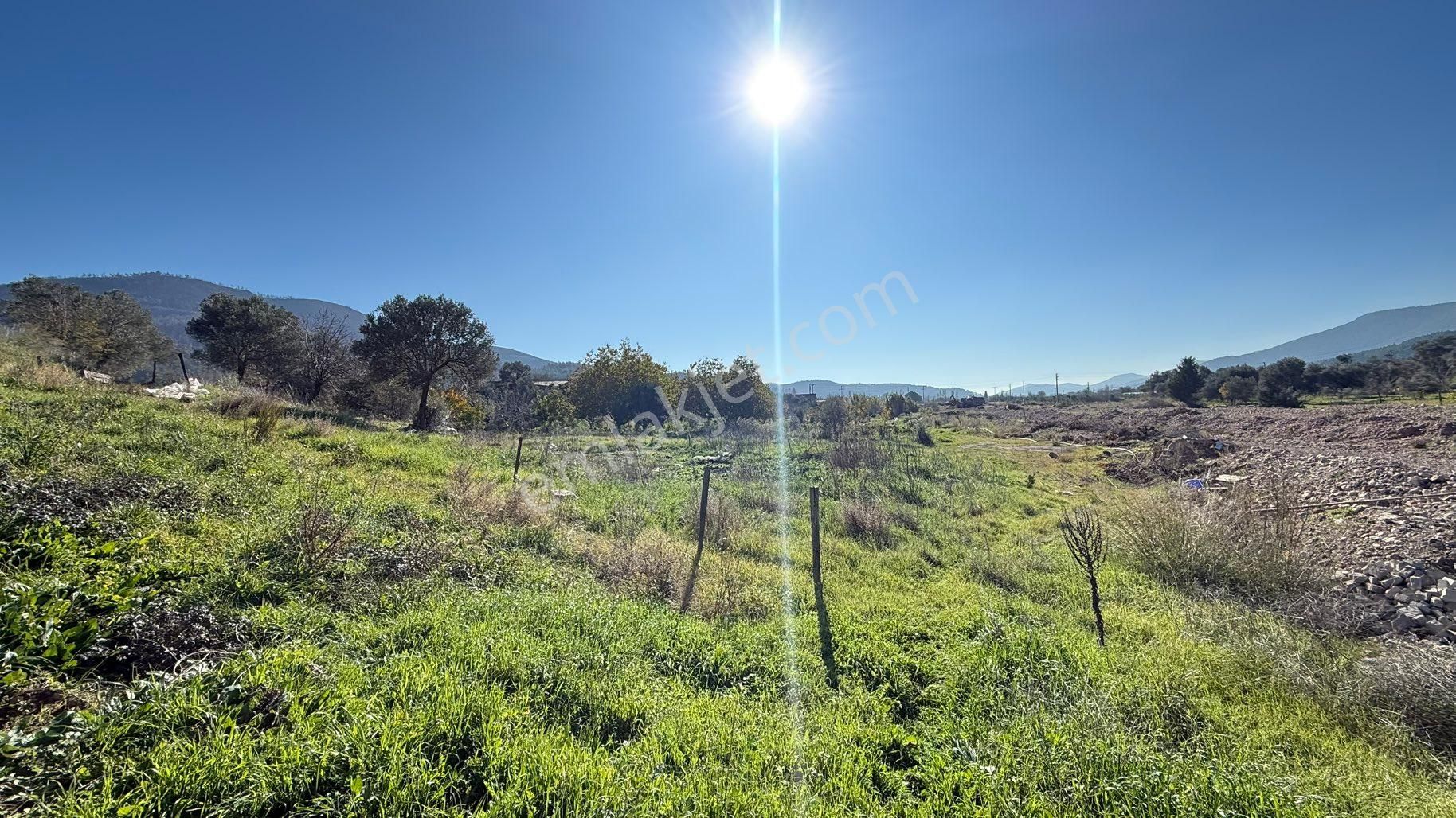 Rw Akar Seferihisar Orhanlı Köyü İyi Konum 7.630 M2 Zeytinlik