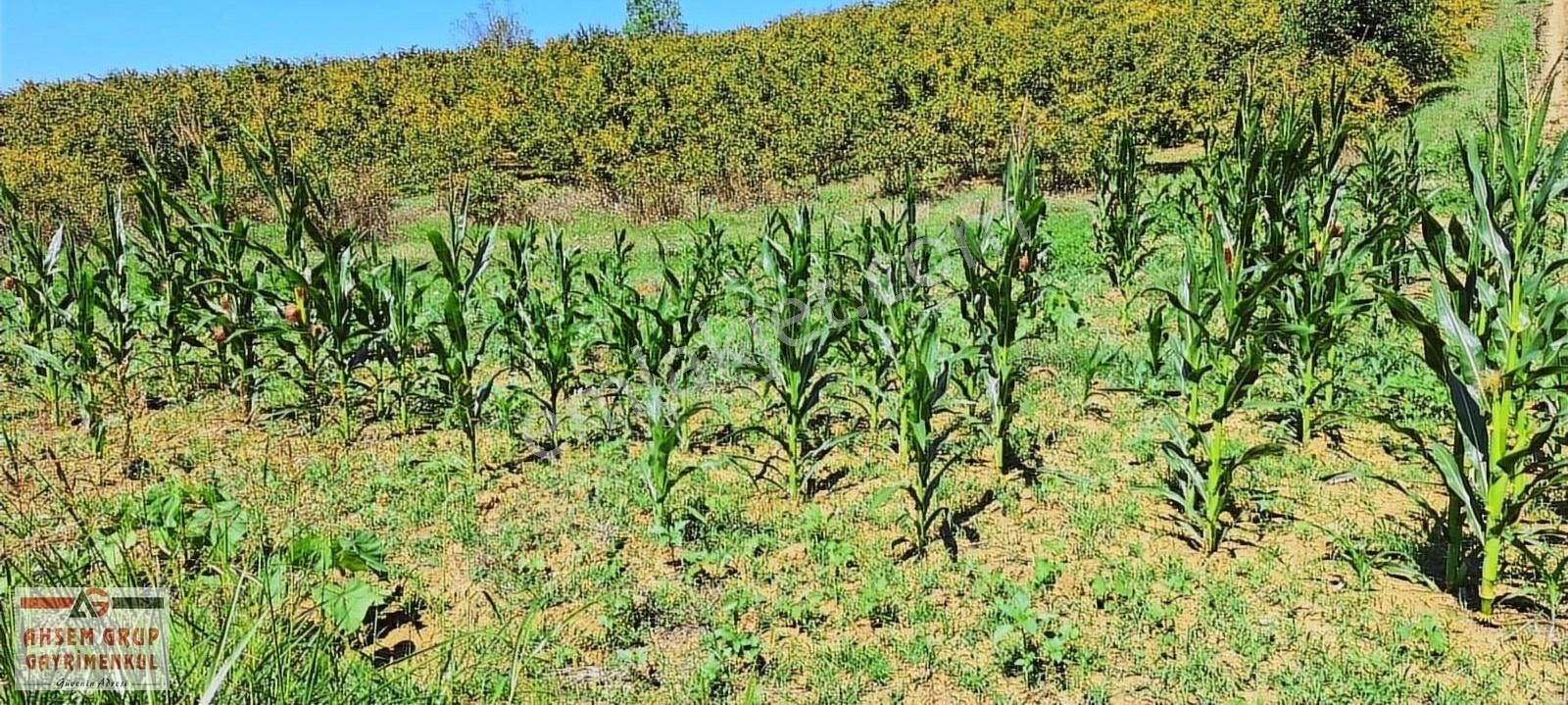 Kandırada Denize Yakın Uygun Fiyatıyla Kaçırılmaz Son Arsa !! - Görsel 2