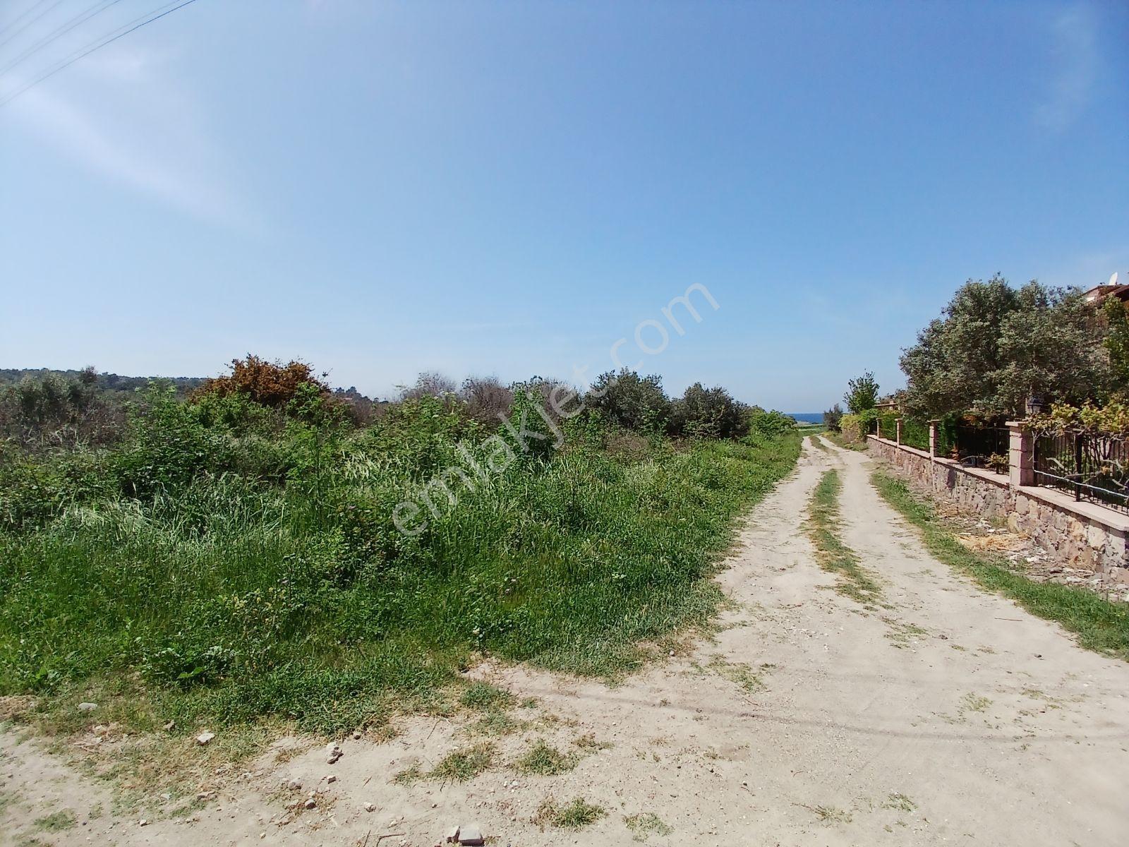 Eu Gayrimenkul'den Villaların Dibinde 6171 Metrekare Zeytinlik - Görsel 23