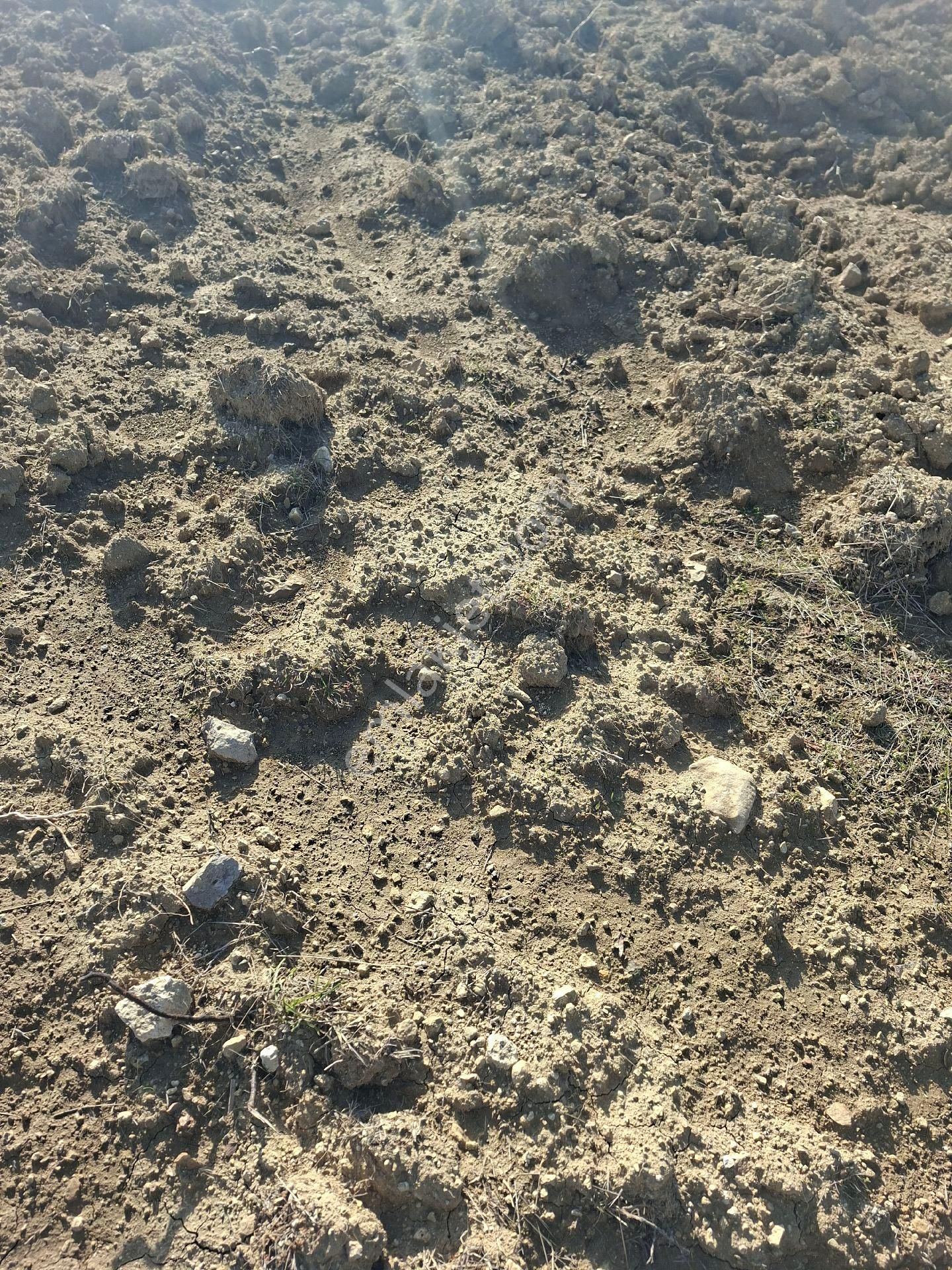 Karacasu Hacıhıdırlar Ruzgar Enerjı Santralı Icınde 55 Donum Arazı - Görsel 11