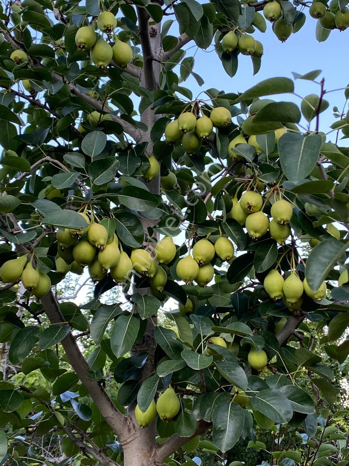 Antalya Korkuteli Bayatta 9201m2 Bölgenin En İyi Akça Armut Bahçesi
