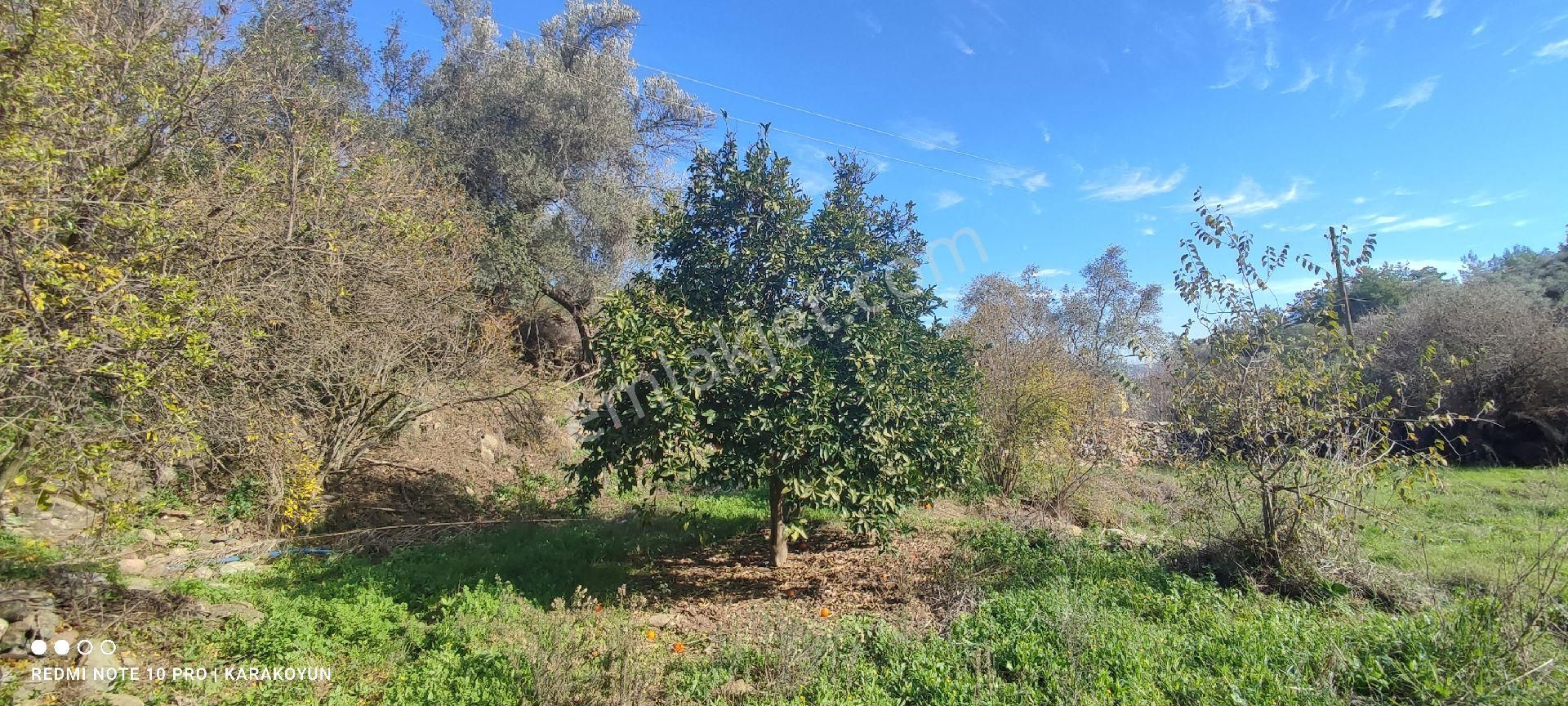 Milas Alaçam Köyünde Elektrik Ve Suyu Olan Satılık Bahçe - Görsel 7