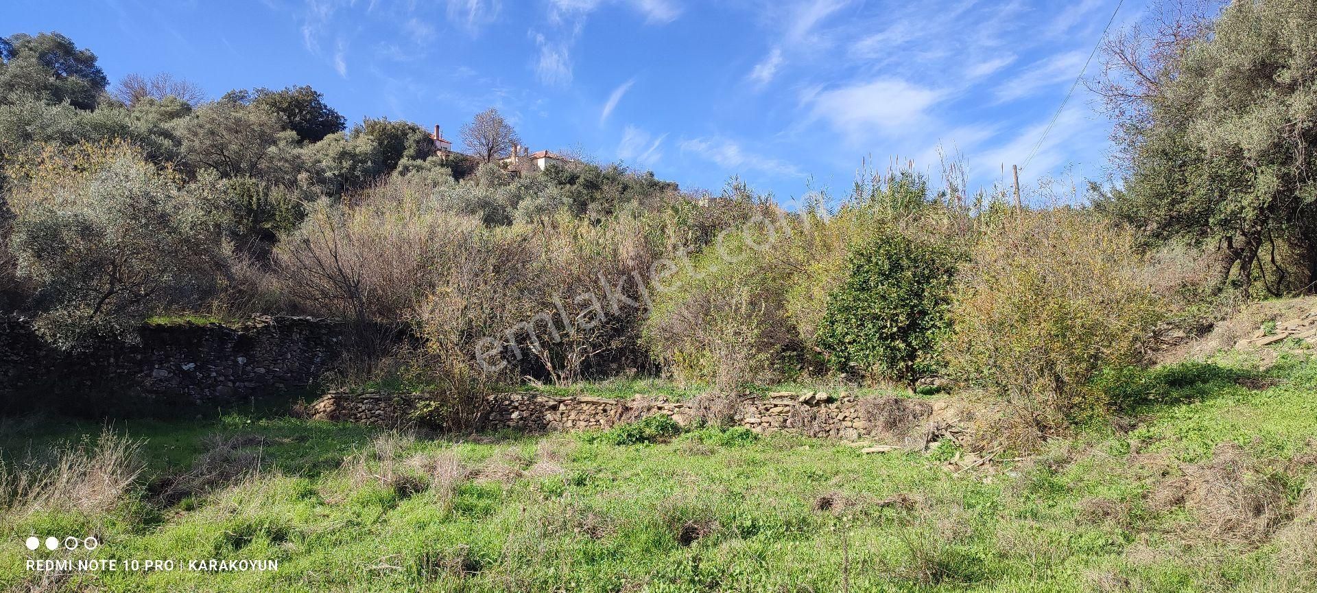 Milas Alaçam Köyünde Elektrik Ve Suyu Olan Satılık Bahçe - Görsel 12