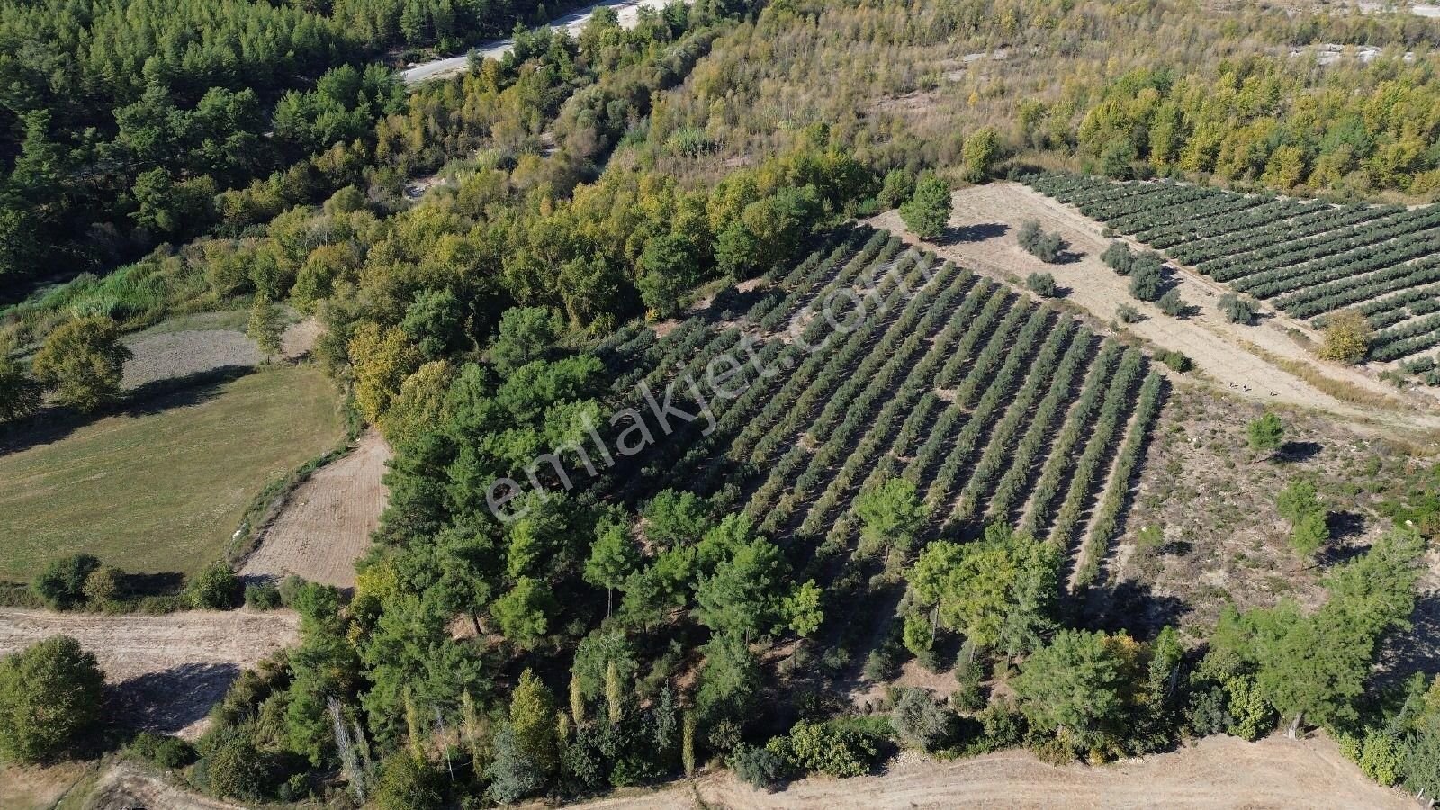 Goldhouse Dan Satılık Tarla Ceylan Da 19.260 M² Müstakil Tapulu - Görsel 10