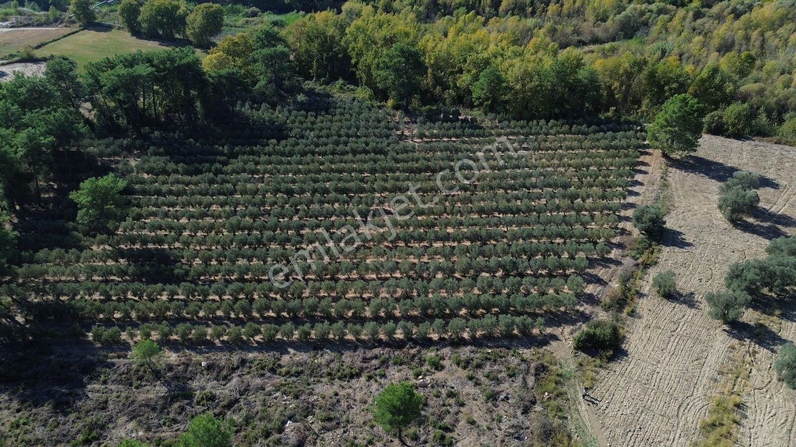 Goldhouse Dan Satılık Tarla Ceylan Da 19.260 M² Müstakil Tapulu