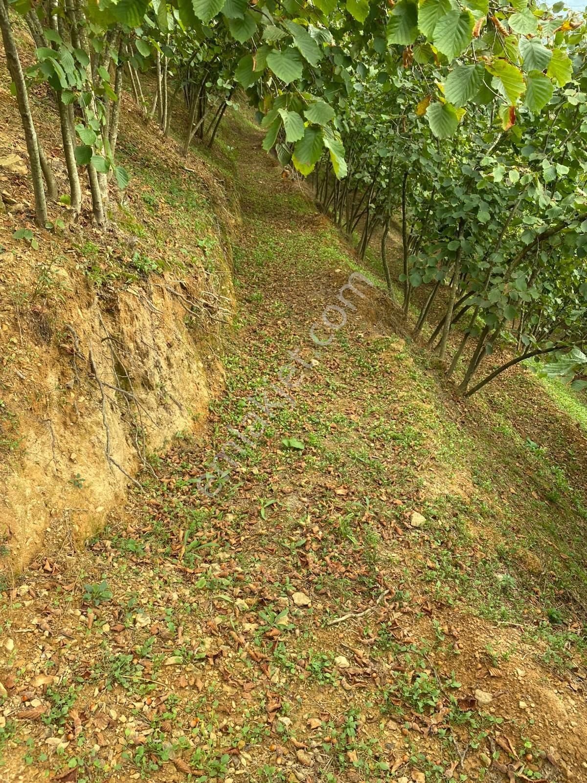 Sakarya Kocaali Kirazlı Mah Fındık Bahçesi - Görsel 15