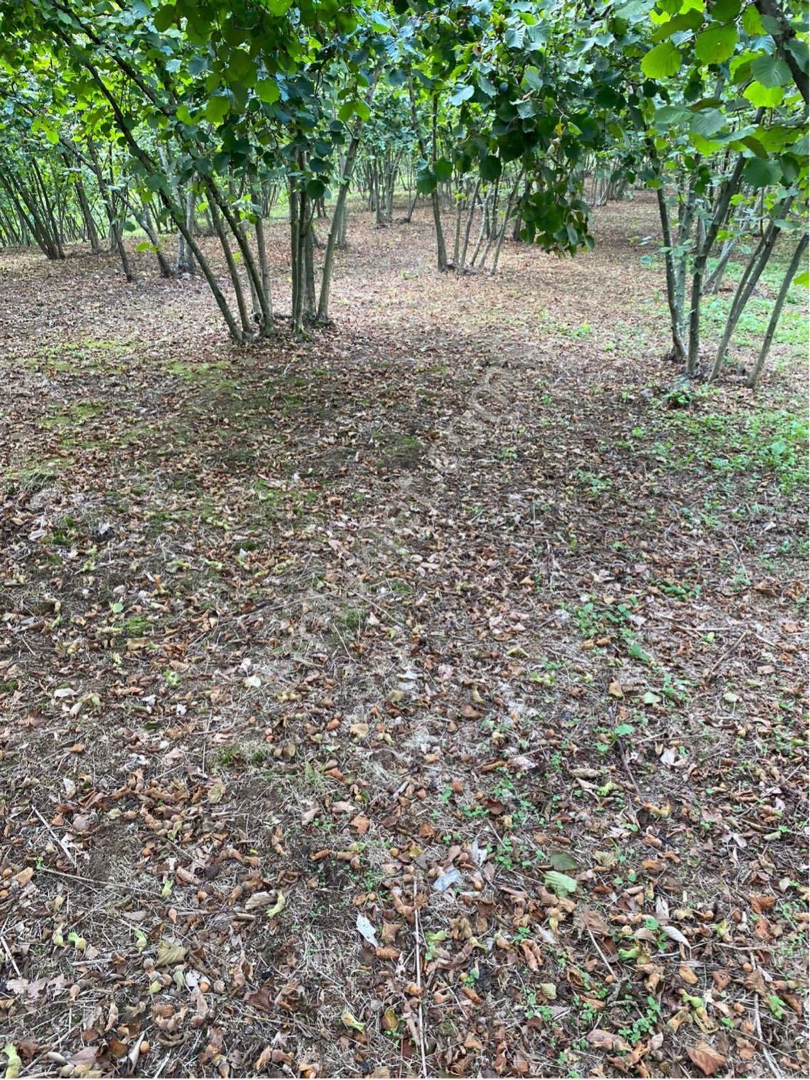 Sakarya Kocaali Kirazlı Mah Fındık Bahçesi - Görsel 22