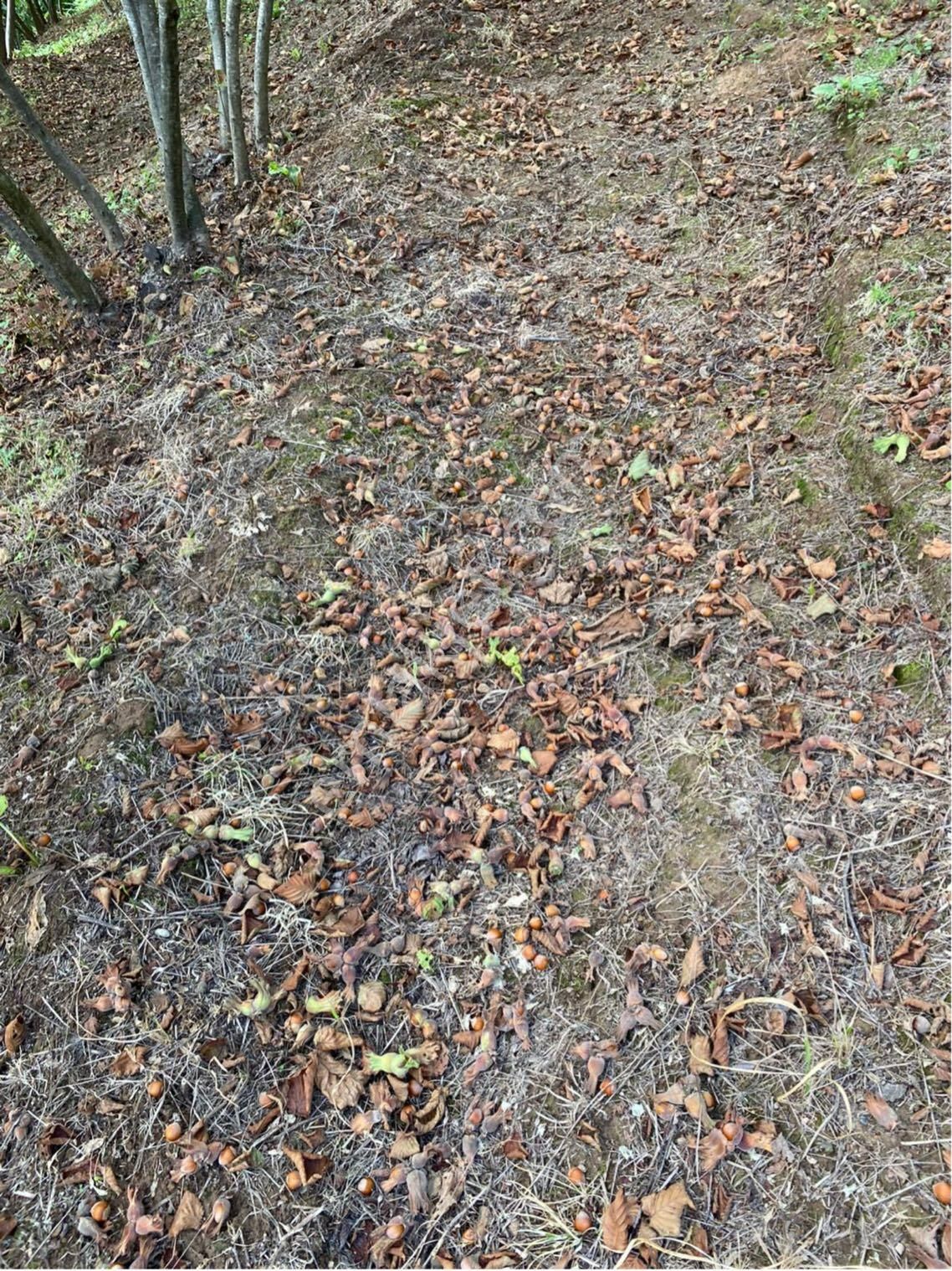 Sakarya Kocaali Kirazlı Mah Fındık Bahçesi - Görsel 13