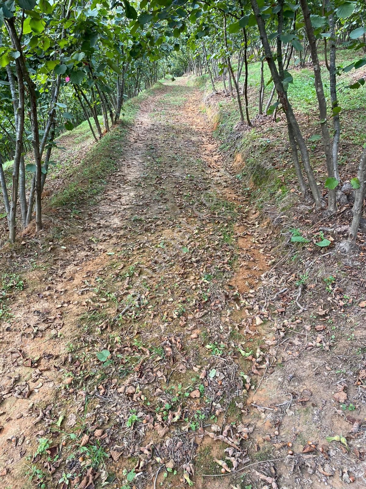 Sakarya Kocaali Kirazlı Mah Fındık Bahçesi - Görsel 18