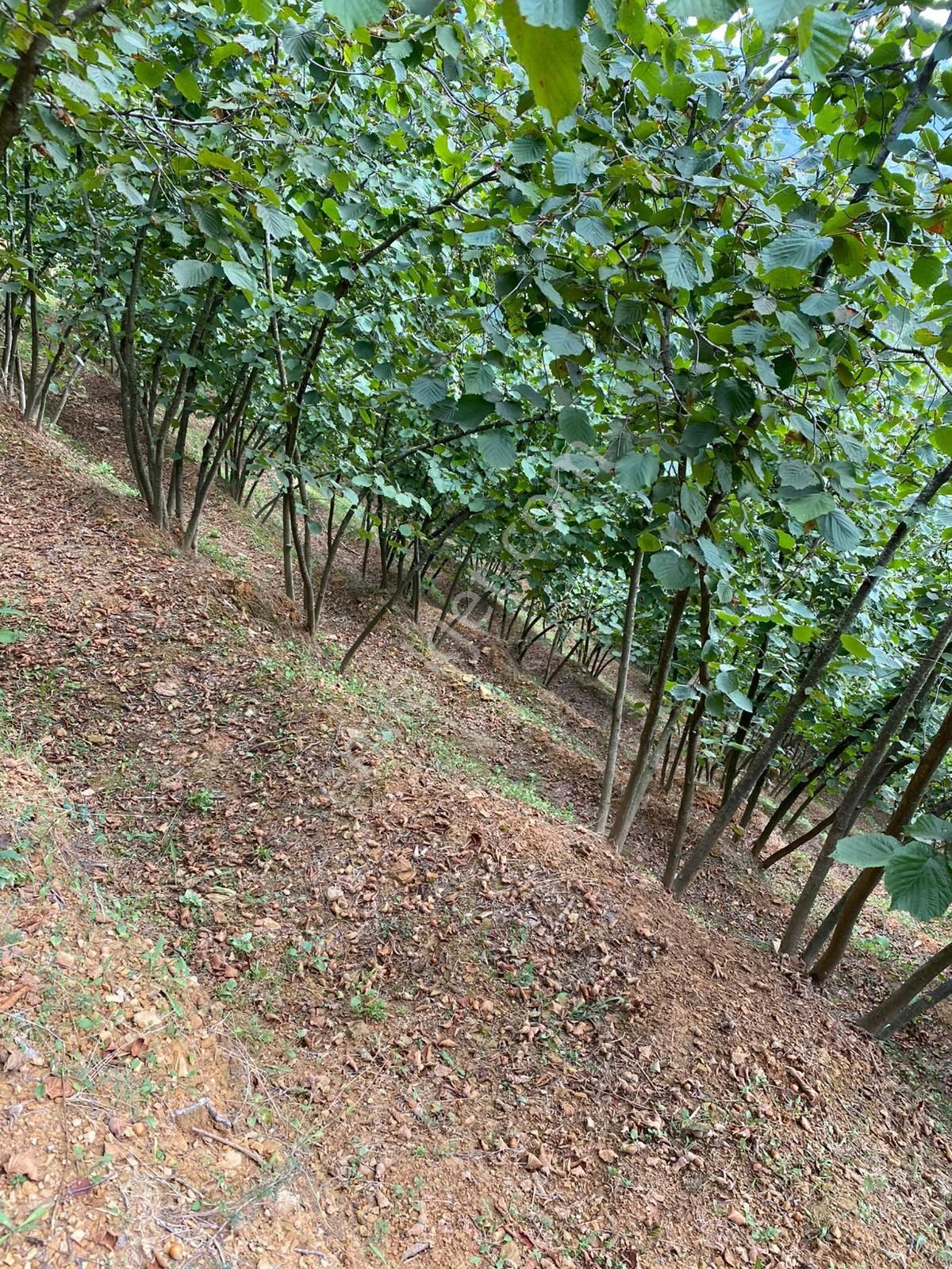 Sakarya Kocaali Kirazlı Mah Fındık Bahçesi - Görsel 3