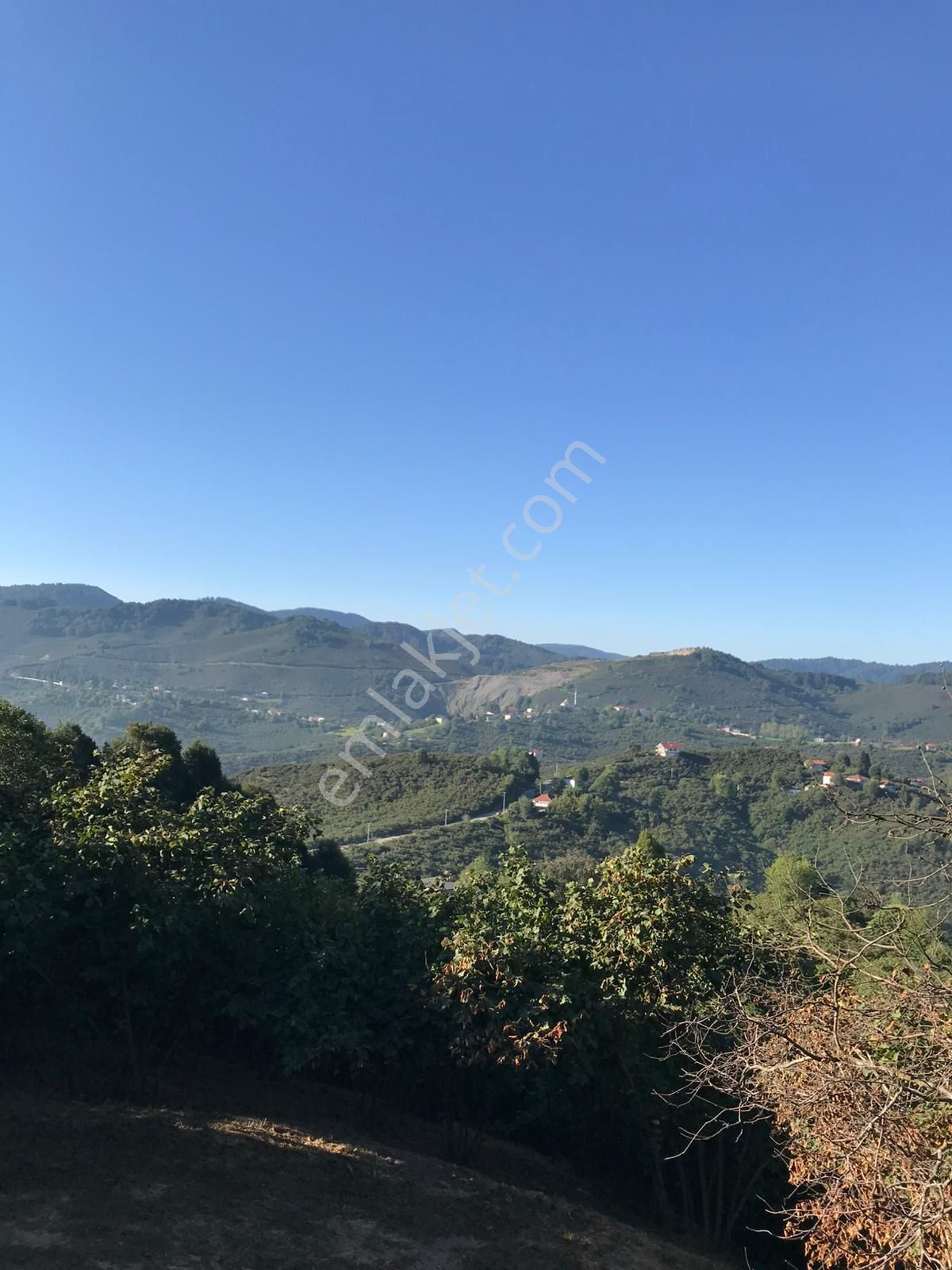 Sakarya Kocaali Kirazlı Mah Fındık Bahçesi