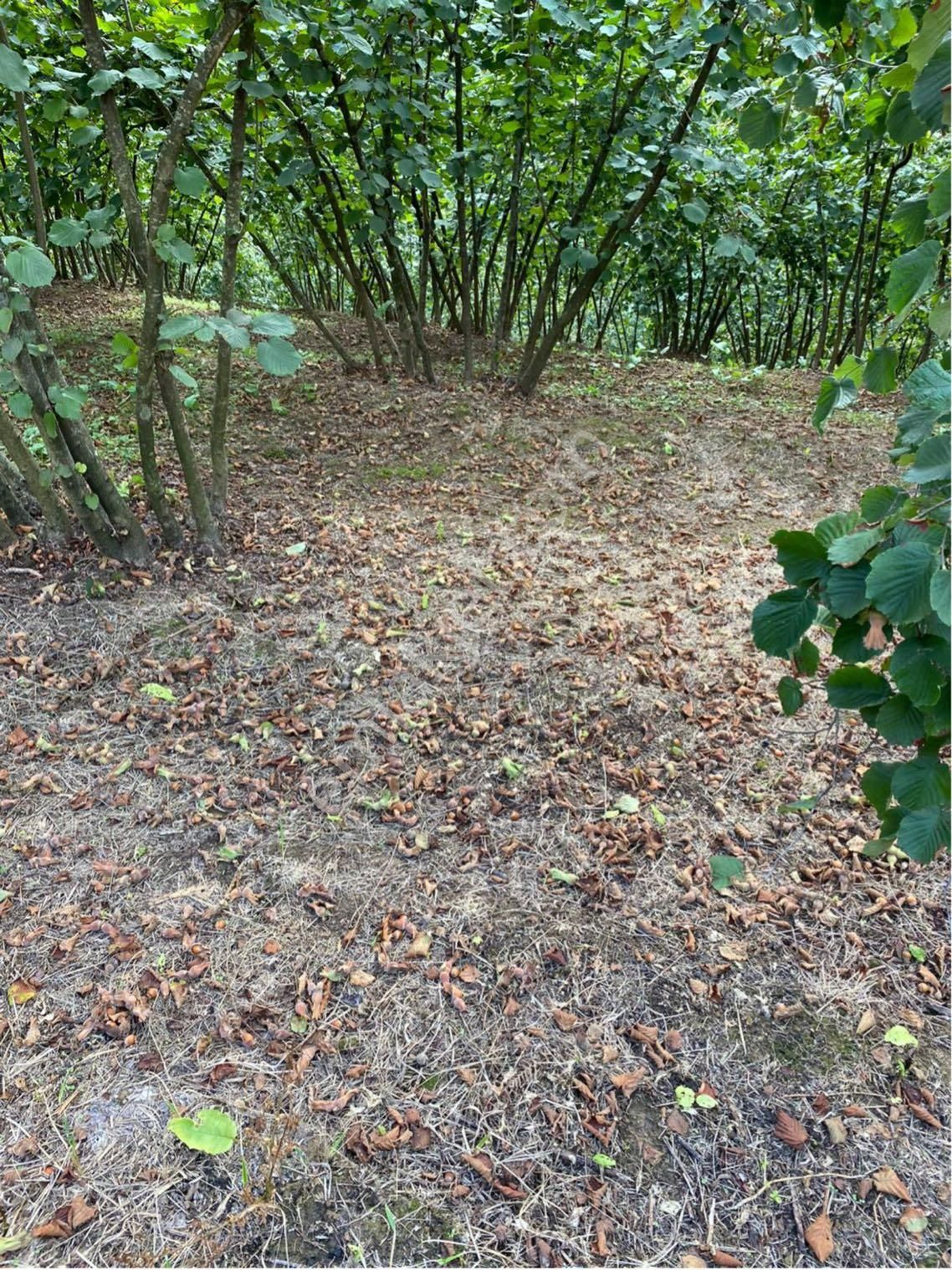 Sakarya Kocaali Kirazlı Mah Fındık Bahçesi - Görsel 24