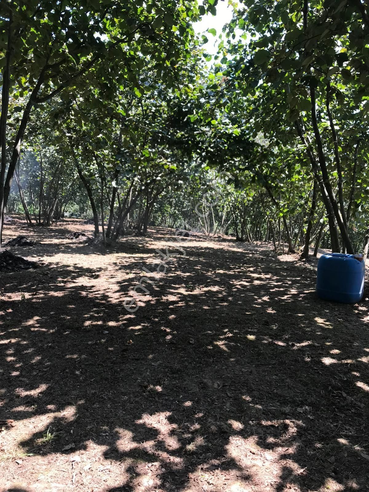 Sakarya Kocaali Kirazlı Mah Fındık Bahçesi - Görsel 12