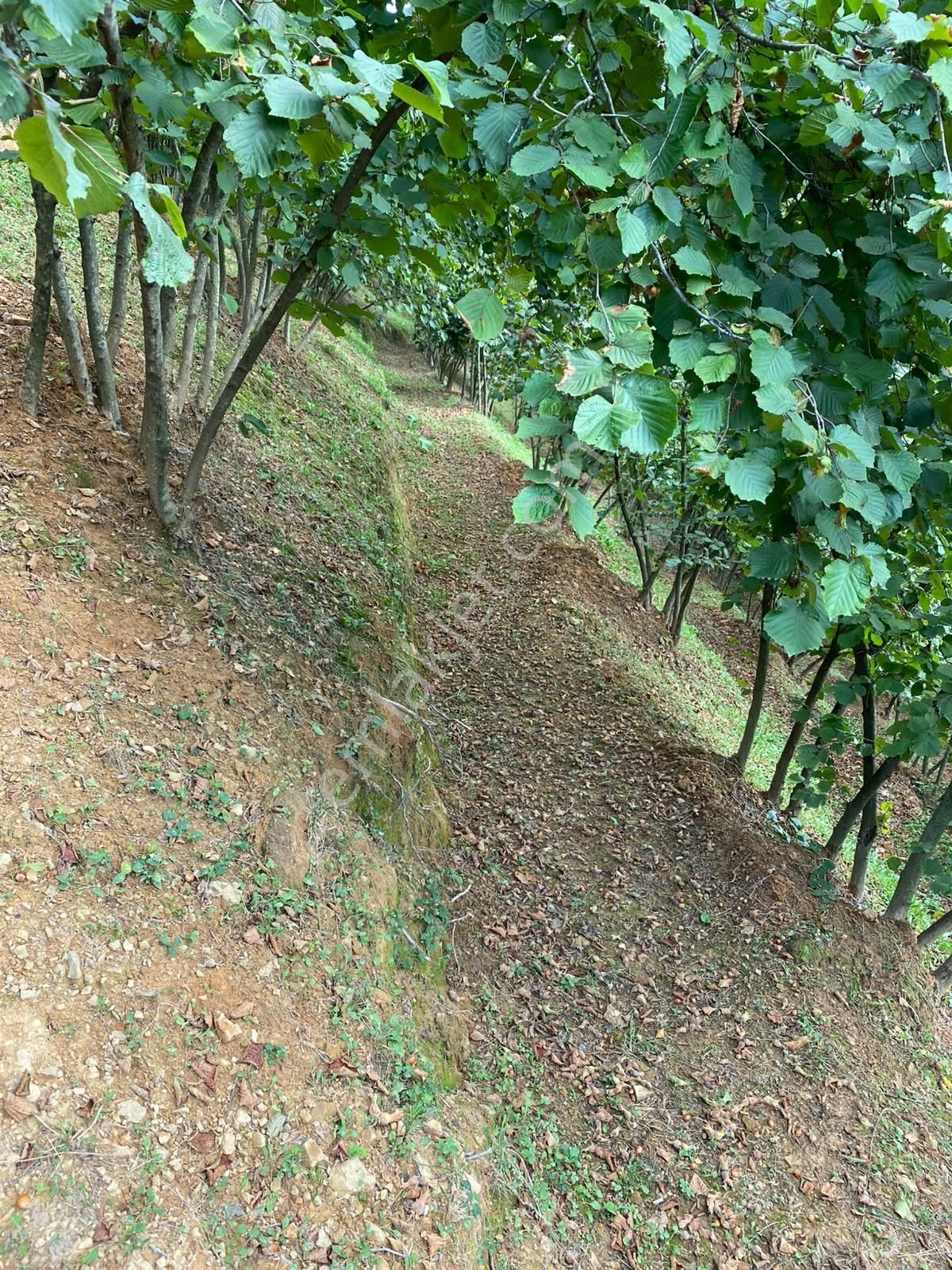 Sakarya Kocaali Kirazlı Mah Fındık Bahçesi - Görsel 11