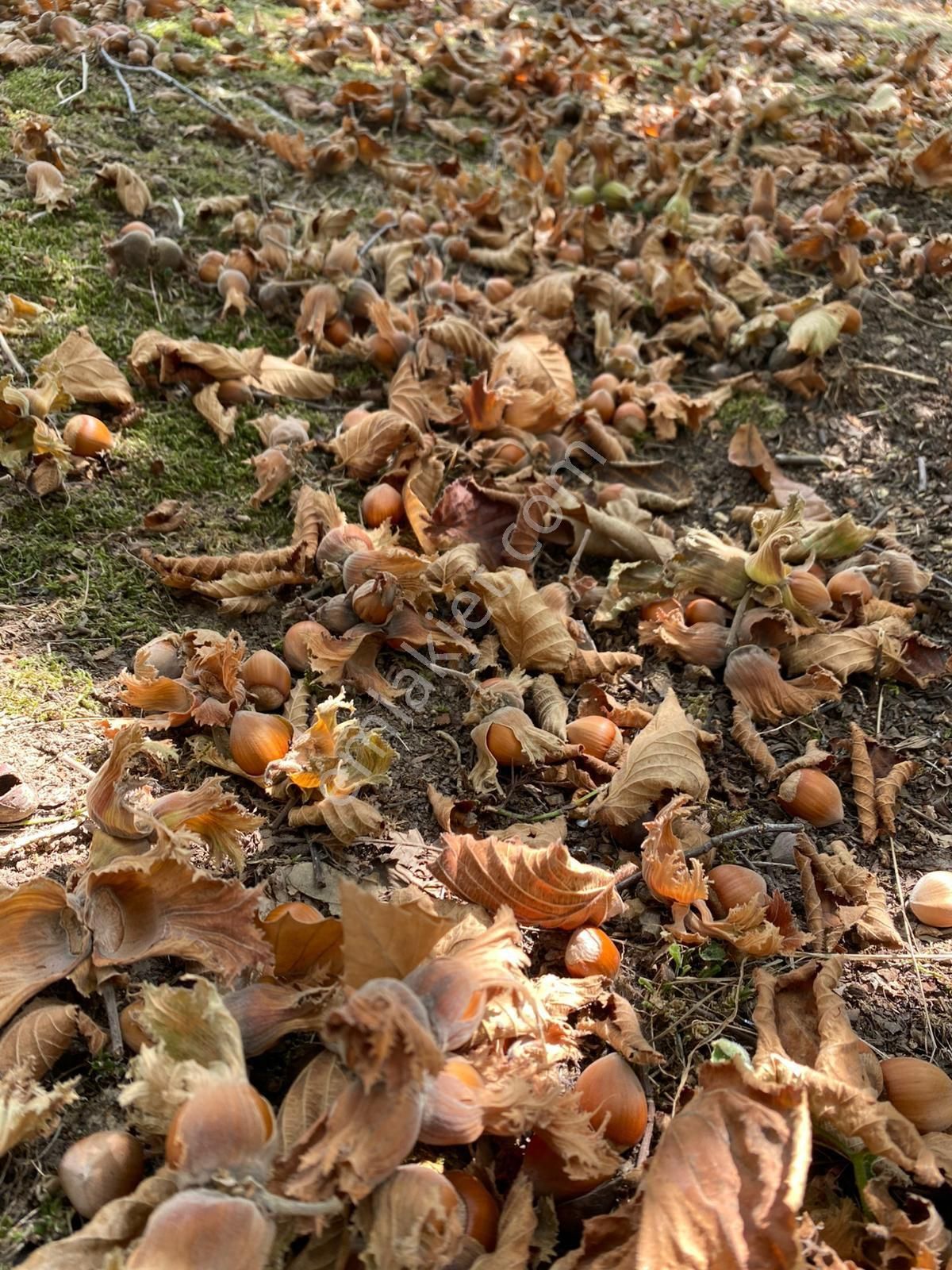 Sakarya Kocaali Kirazlı Mah Fındık Bahçesi - Görsel 2