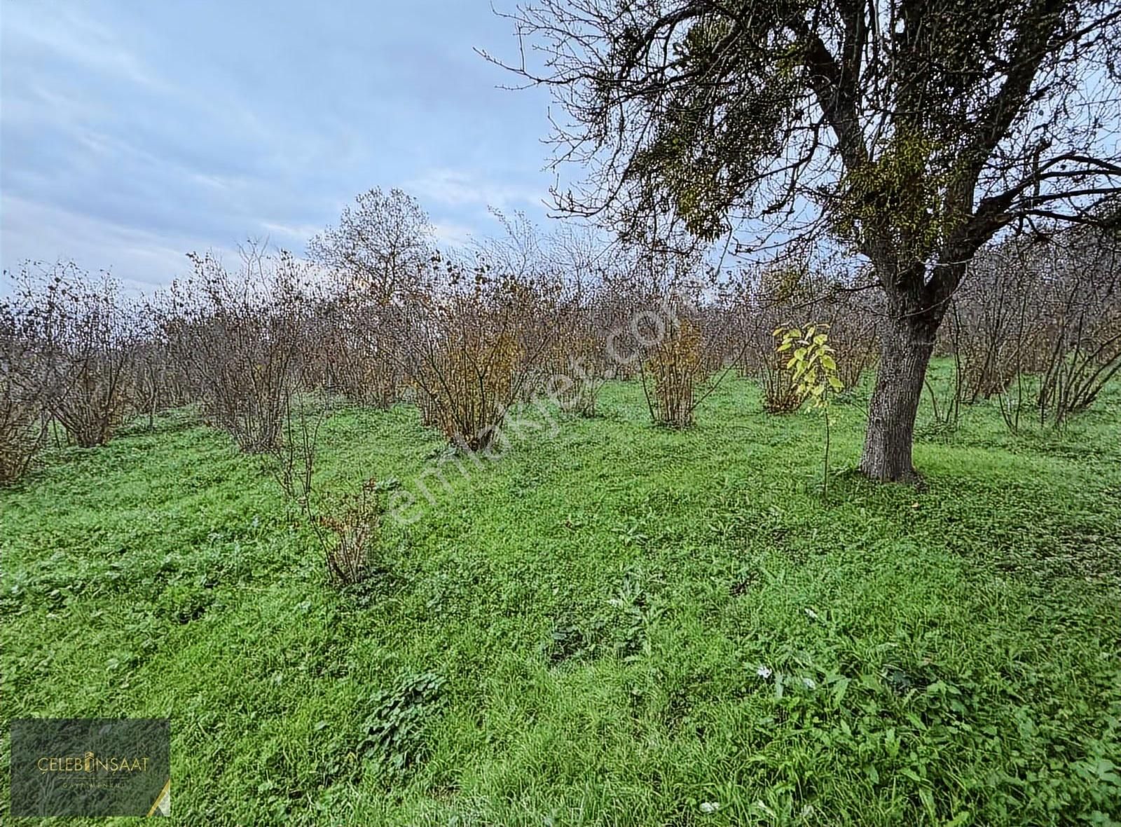 Sakarya Kocaali Hızar Mahallede Ana Yola Cephe Fındık Bahçesi - Görsel 4