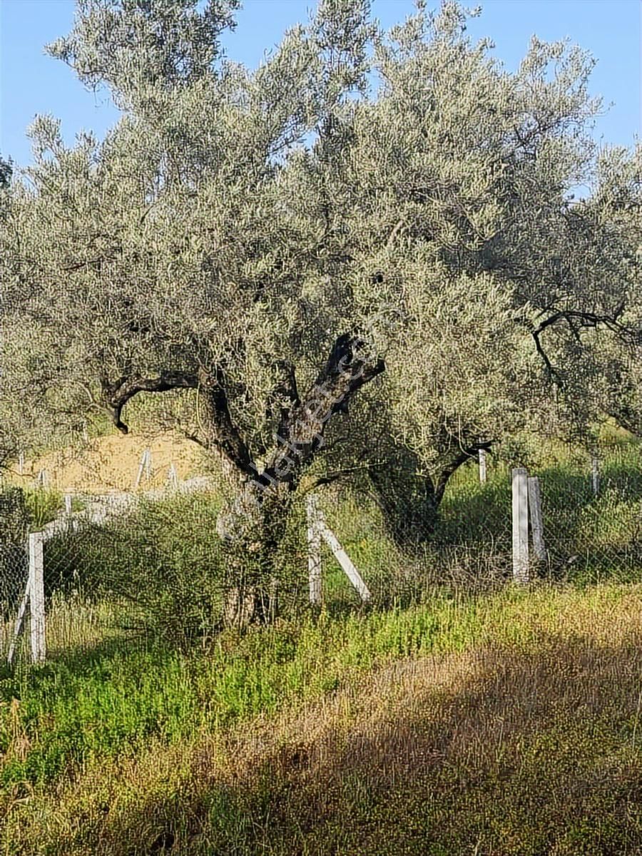 Torbalı Yazıbaşında İmar Bölgesinde Yatırımlık Kelepir Arsa - Görsel 3