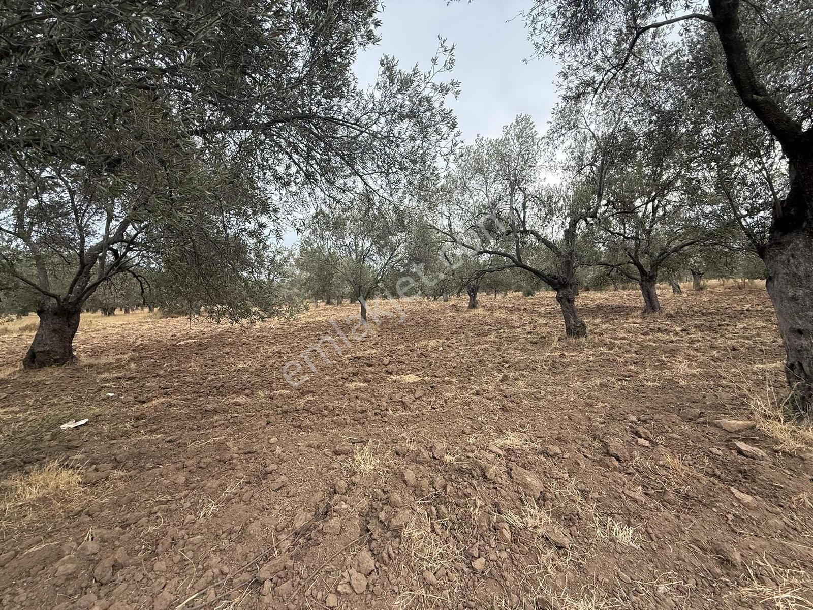 Gömeç Karaağaçta Yol Altında 5270 M2 Zeytinlik - Görsel 12