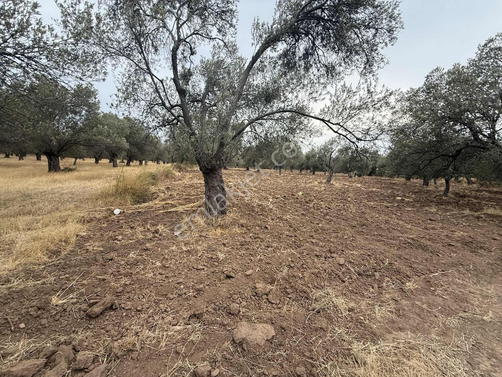 Gömeç Karaağaçta Yol Altında 5270 M2 Zeytinlik - Görsel 6