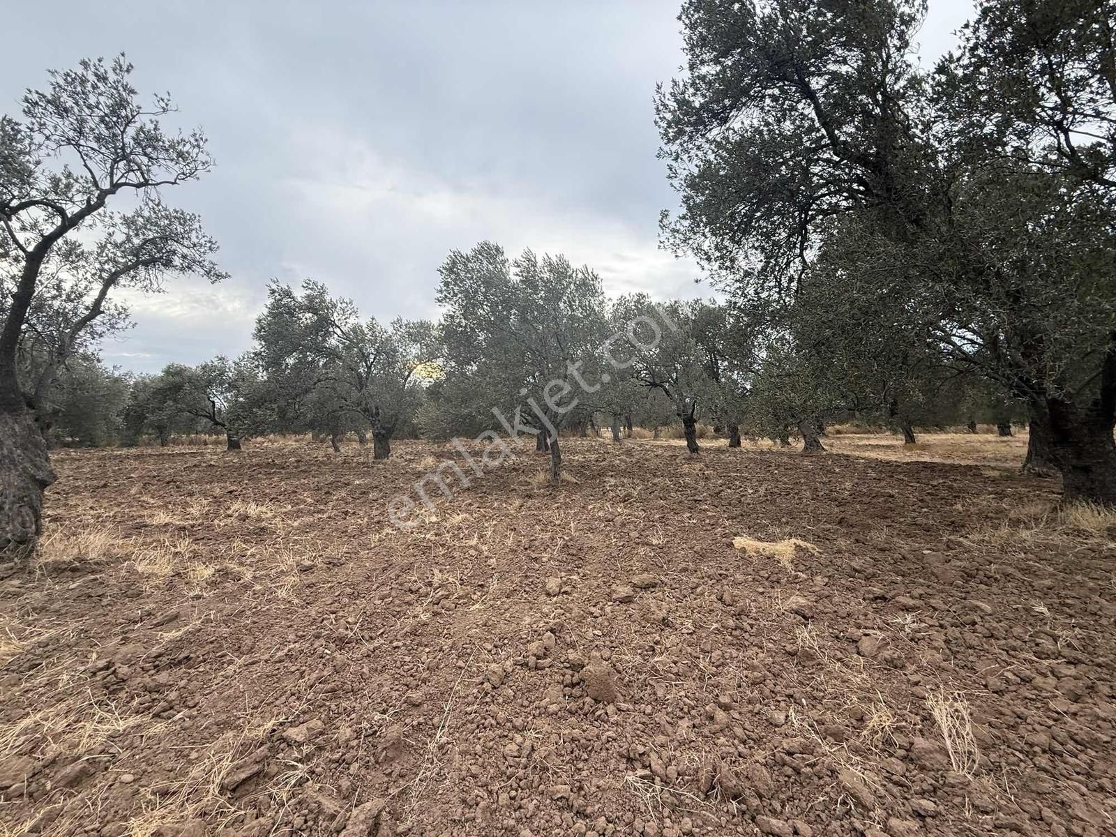 Gömeç Karaağaçta Yol Altında 5270 M2 Zeytinlik - Görsel 11