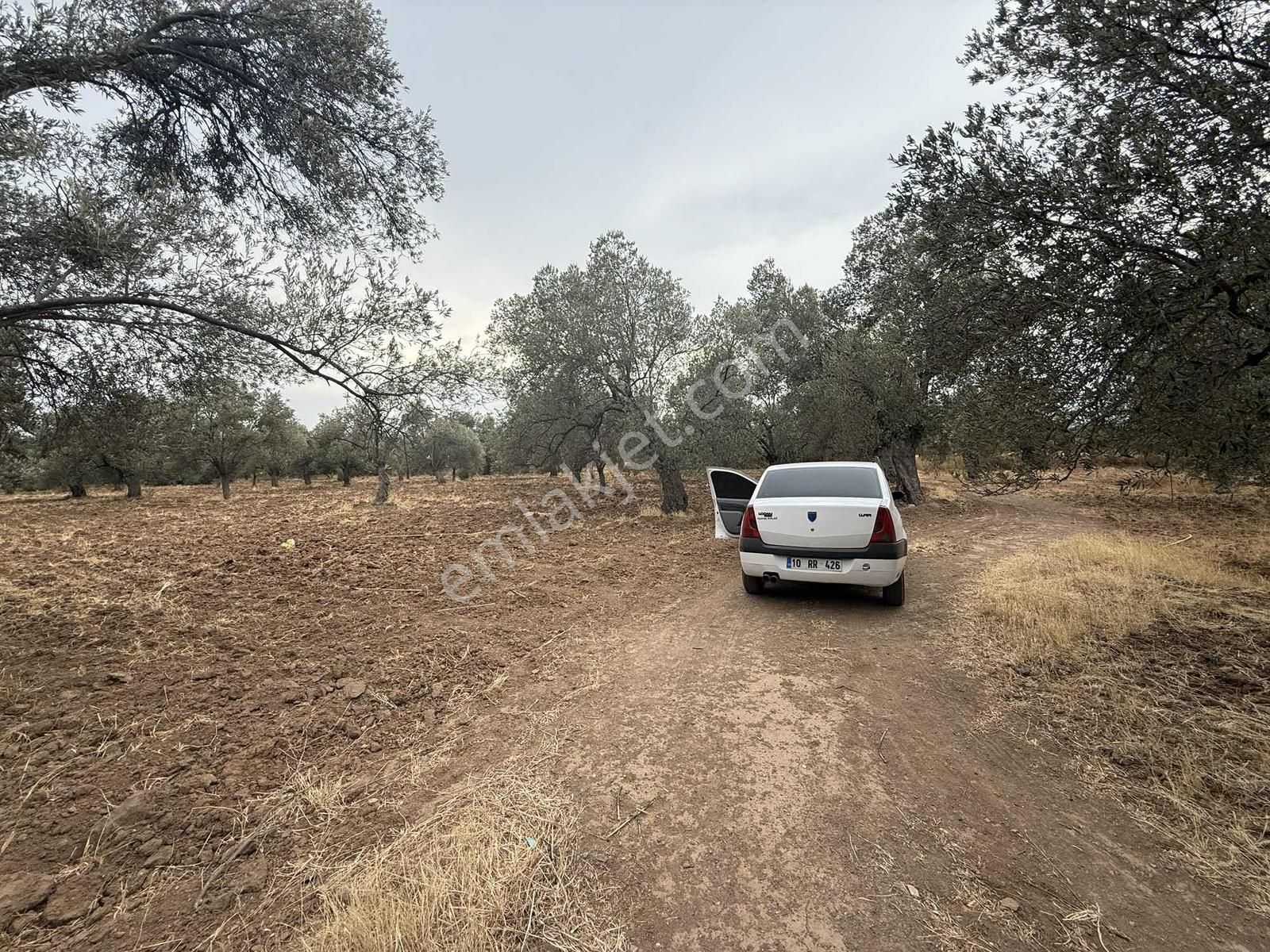Gömeç Karaağaçta Yol Altında 5270 M2 Zeytinlik - Görsel 10