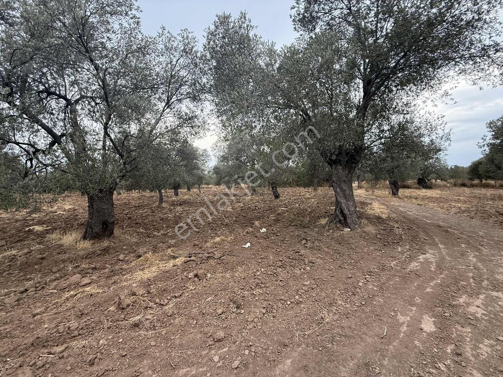 Gömeç Karaağaçta Yol Altında 5270 M2 Zeytinlik - Görsel 14
