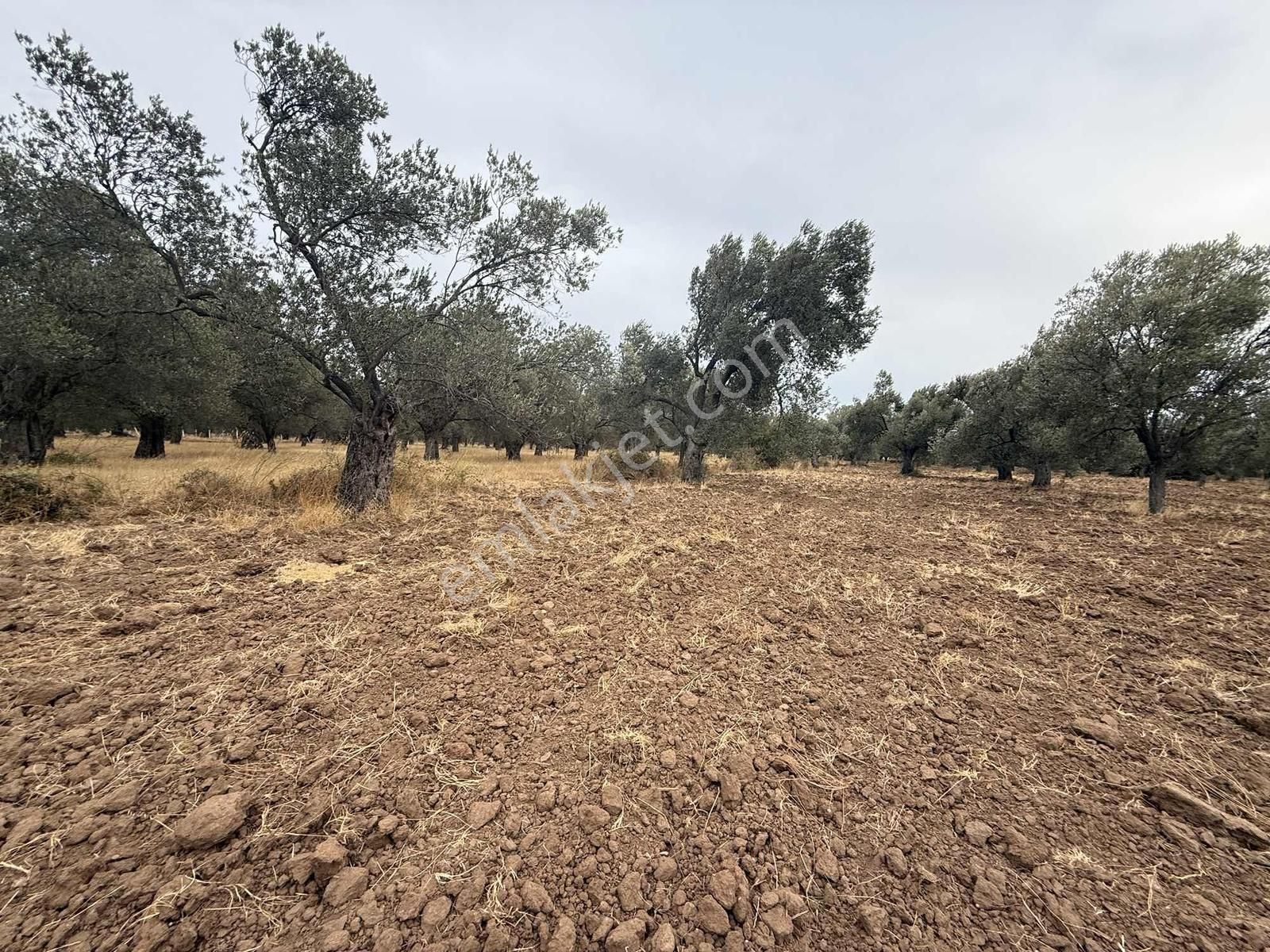 Gömeç Karaağaçta Yol Altında 5270 M2 Zeytinlik - Görsel 3