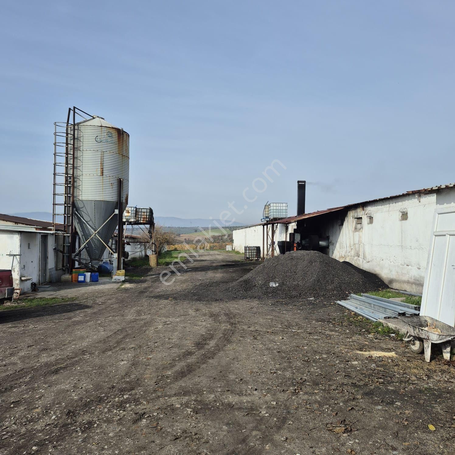 Salihli Kızılavlu'da Satılık Tavuk Çiftliği, Zeytin Ve Üzüm Bağı - Görsel 9