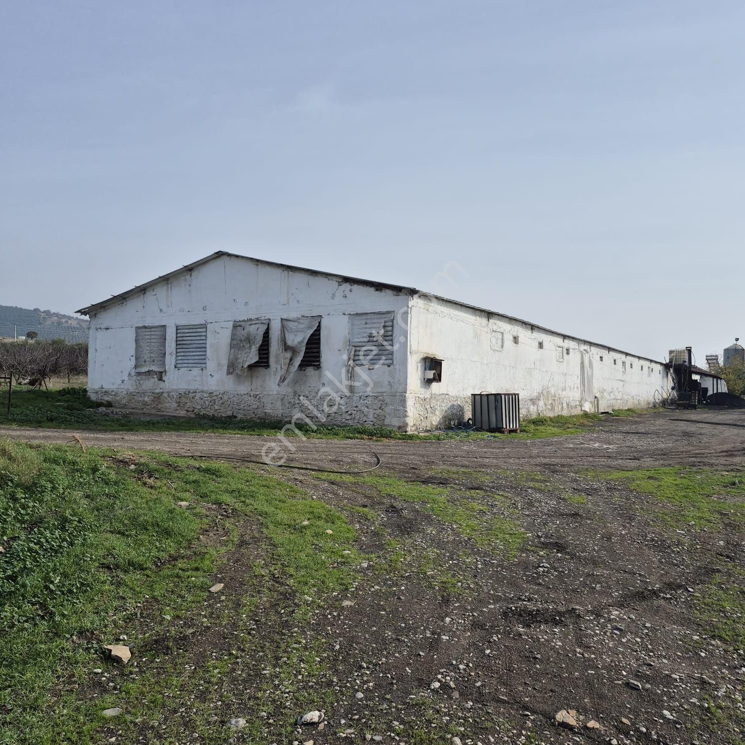 Salihli Kızılavlu'da Satılık Tavuk Çiftliği, Zeytin Ve Üzüm Bağı - Görsel 34