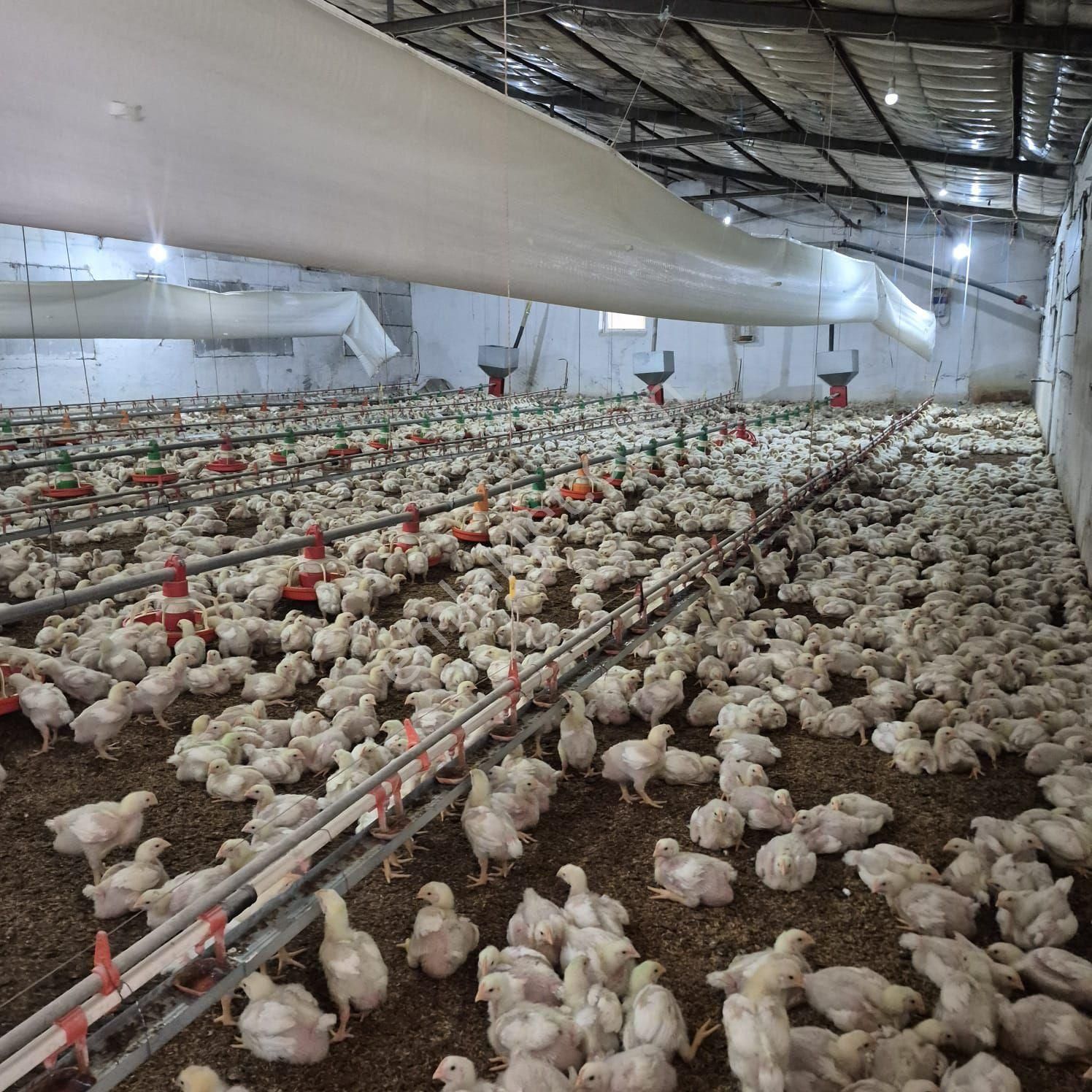 Salihli Kızılavlu'da Satılık Tavuk Çiftliği, Zeytin Ve Üzüm Bağı - Görsel 10