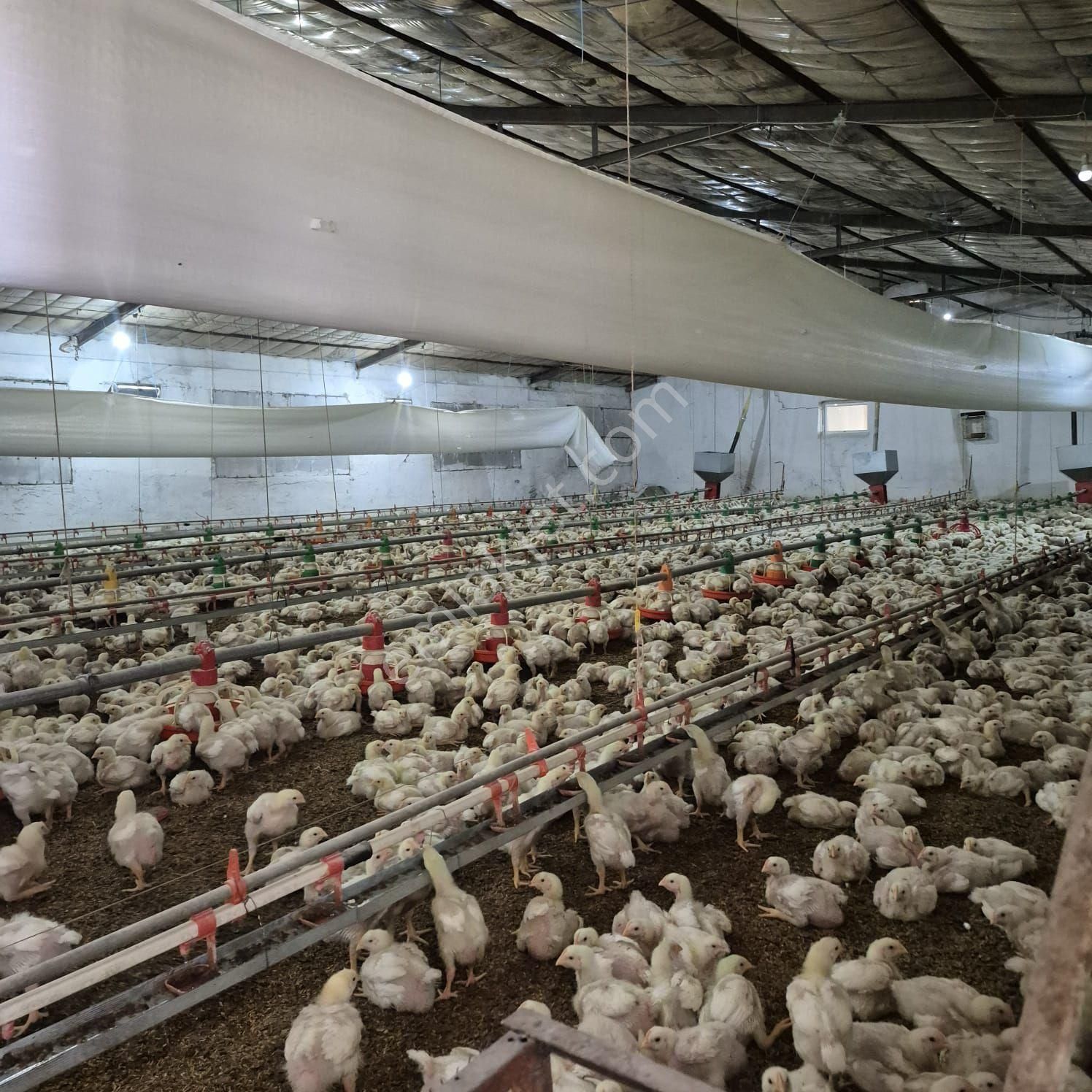 Salihli Kızılavlu'da Satılık Tavuk Çiftliği, Zeytin Ve Üzüm Bağı - Görsel 31