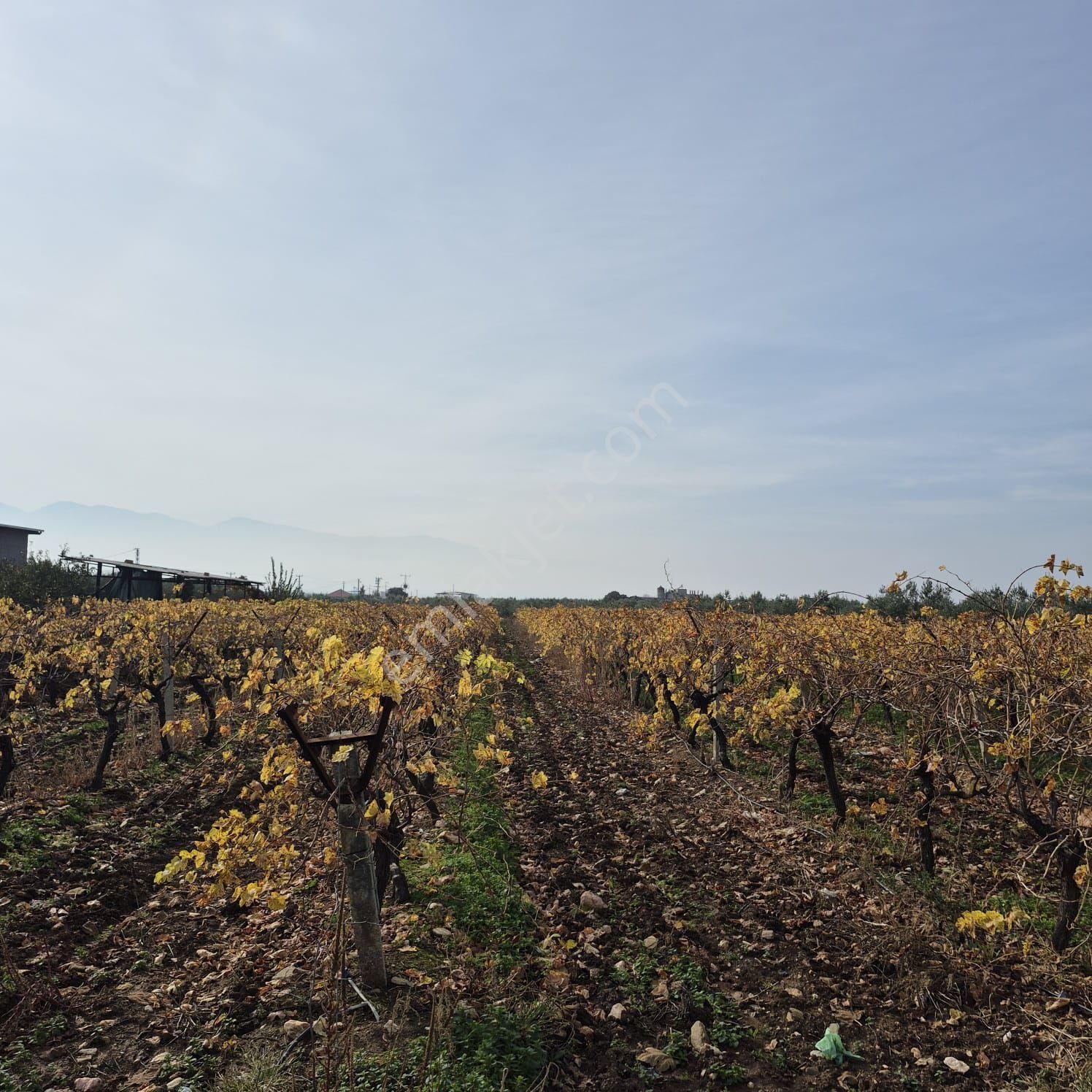 Salihli Kızılavlu'da Satılık Tavuk Çiftliği, Zeytin Ve Üzüm Bağı - Görsel 15