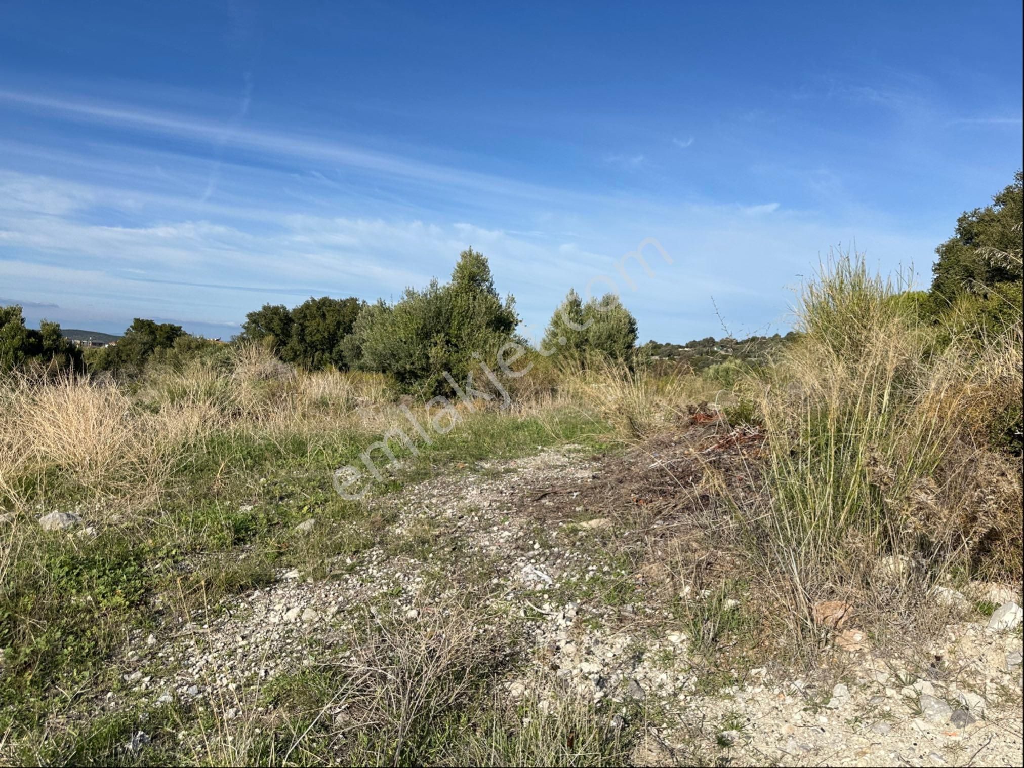 Çeşme Reisdere De Satılık Zeytinli Tarla