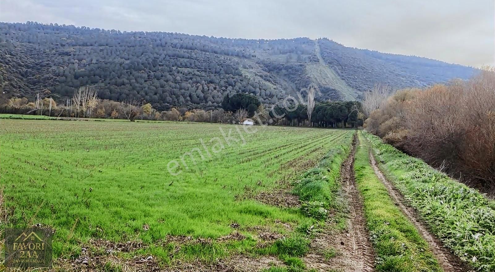 Sindel Mah.bakırçay Kenarı Tarla - Görsel 6