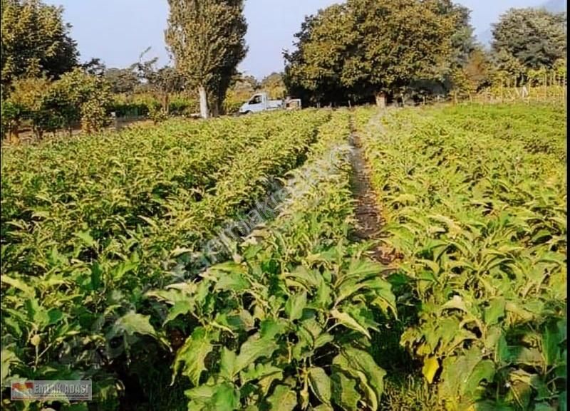 Kusadasının Ekolojık Doga Harıkası Koyunde Yol Uzerı Arazı - Görsel 4