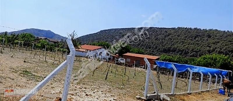 Kusadasının Ekolojık Doga Harıkası Koyunde Yol Uzerı Arazı - Görsel 2