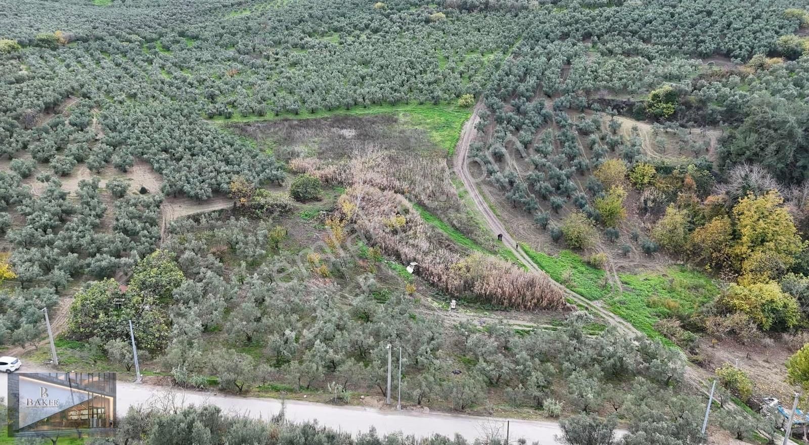 Baker'den Mudanya Aydınpınar'da 5363 M2 Harika Konumda Zeytinlik - Görsel 14