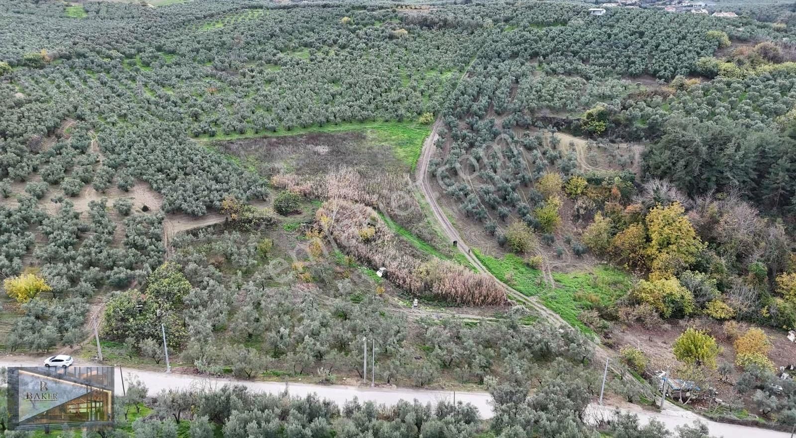 Baker'den Mudanya Aydınpınar'da 5363 M2 Harika Konumda Zeytinlik - Görsel 6