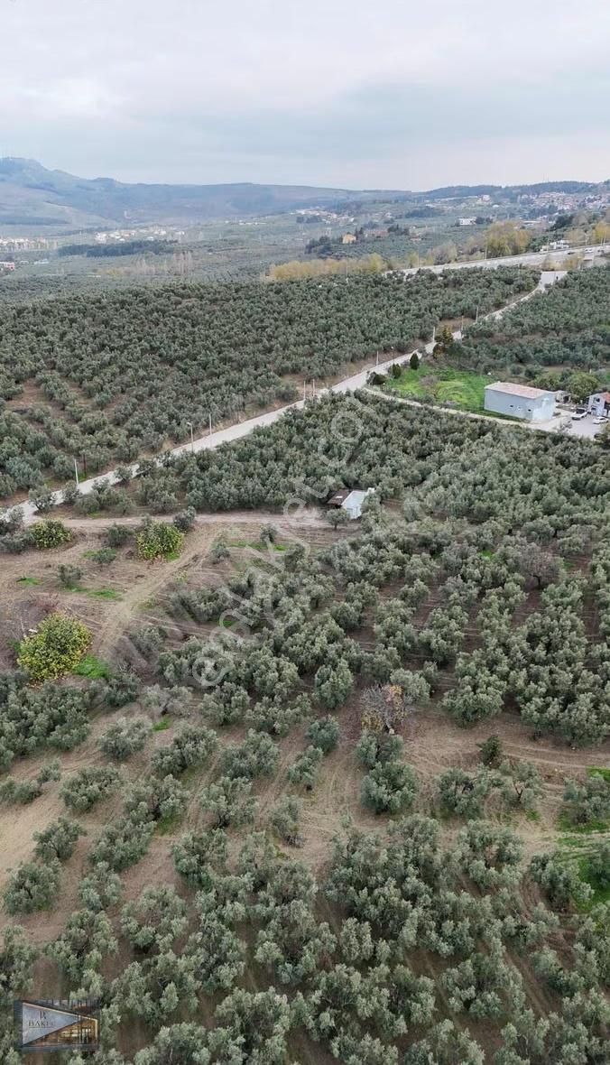 Baker'den Mudanya Aydınpınar'da 5363 M2 Harika Konumda Zeytinlik - Görsel 4