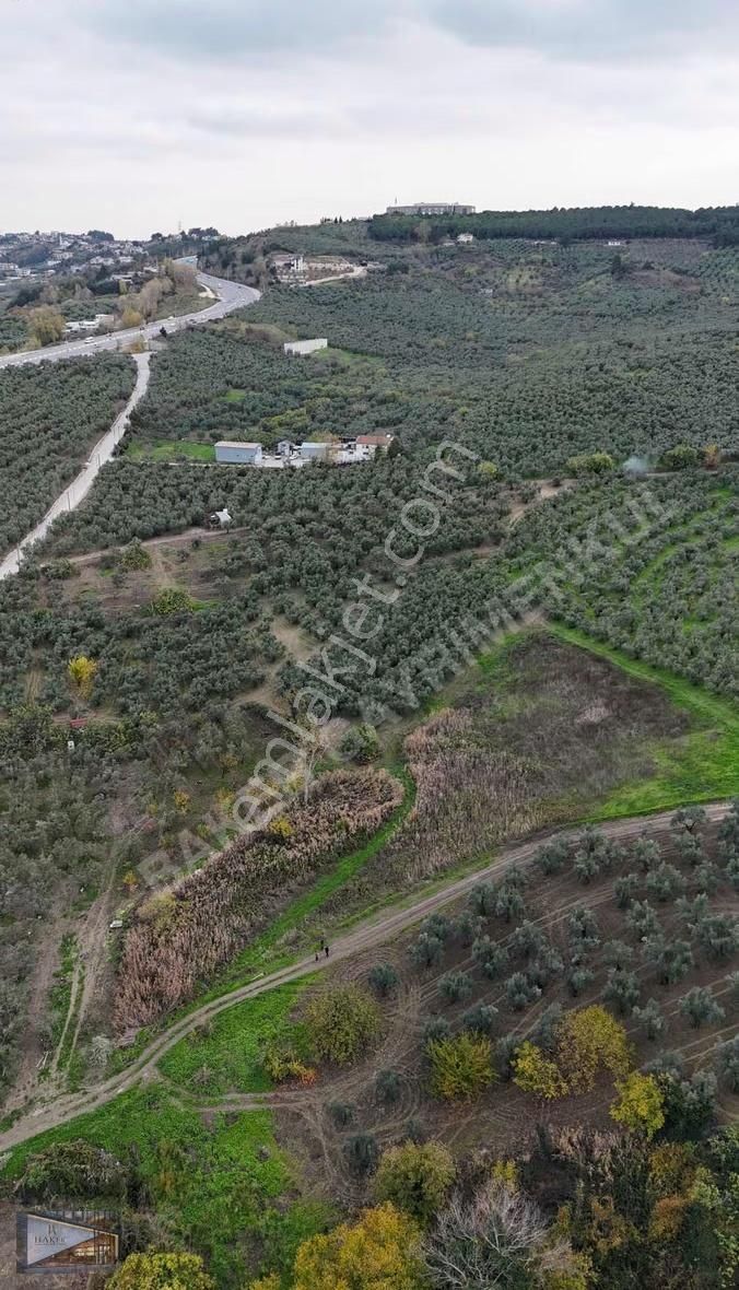 Baker'den Mudanya Aydınpınar'da 5363 M2 Harika Konumda Zeytinlik - Görsel 7