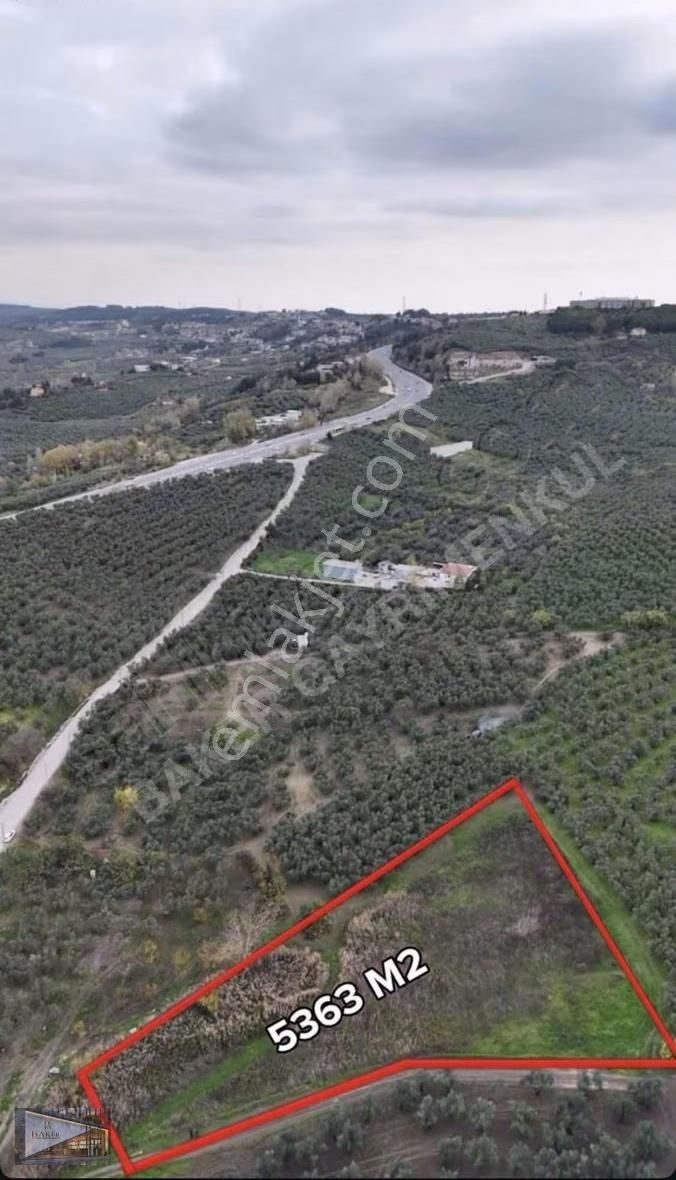 Baker'den Mudanya Aydınpınar'da 5363 M2 Harika Konumda Zeytinlik