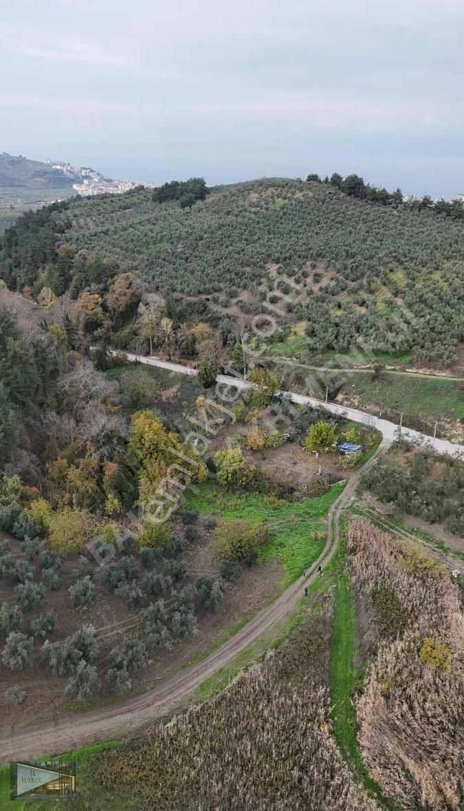 Baker'den Mudanya Aydınpınar'da 5363 M2 Harika Konumda Zeytinlik - Görsel 2