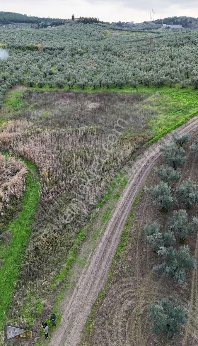 Baker'den Mudanya Aydınpınar'da 5363 M2 Harika Konumda Zeytinlik - Görsel 15