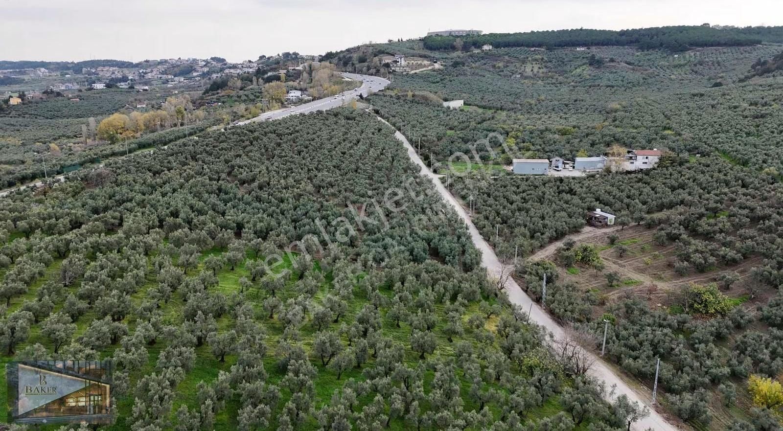 Baker'den Mudanya Aydınpınar'da 5363 M2 Harika Konumda Zeytinlik - Görsel 8