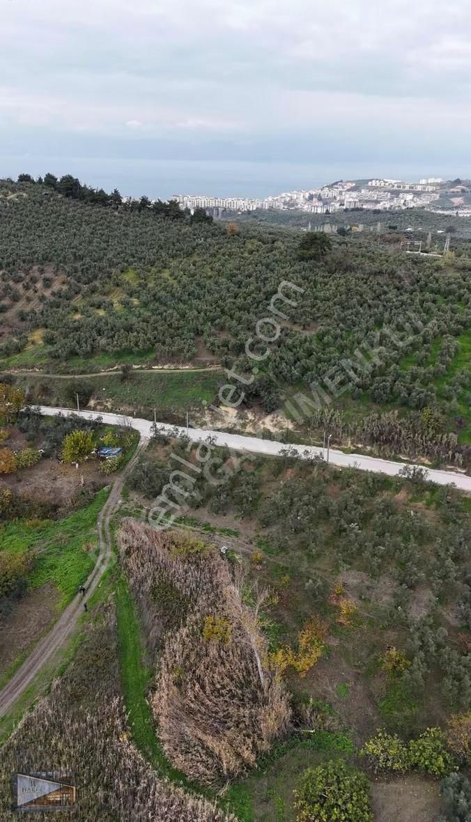 Baker'den Mudanya Aydınpınar'da 5363 M2 Harika Konumda Zeytinlik - Görsel 13