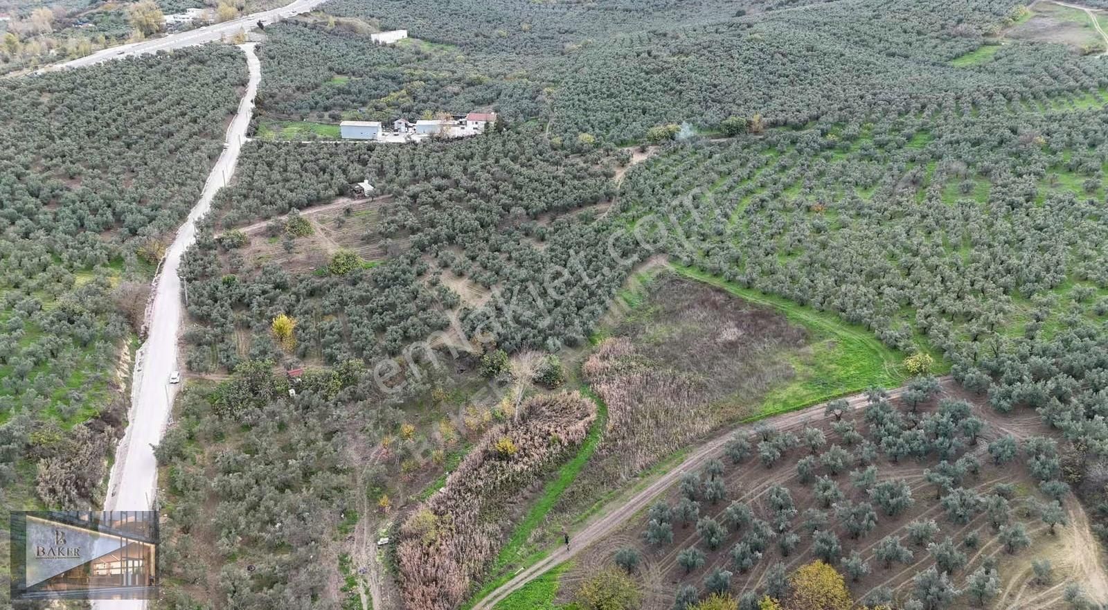 Baker'den Mudanya Aydınpınar'da 5363 M2 Harika Konumda Zeytinlik - Görsel 5