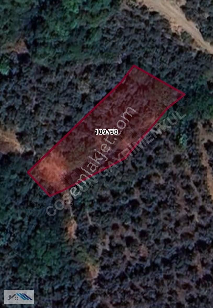 Bursa /orhangazi Çakırlıda Satılık Göl Manzaralı Zeytinlik