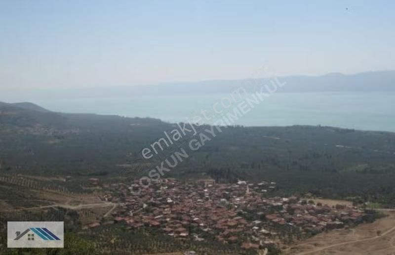 Bursa /orhangazi Çakırlıda Satılık Göl Manzaralı Zeytinlik - Görsel 5