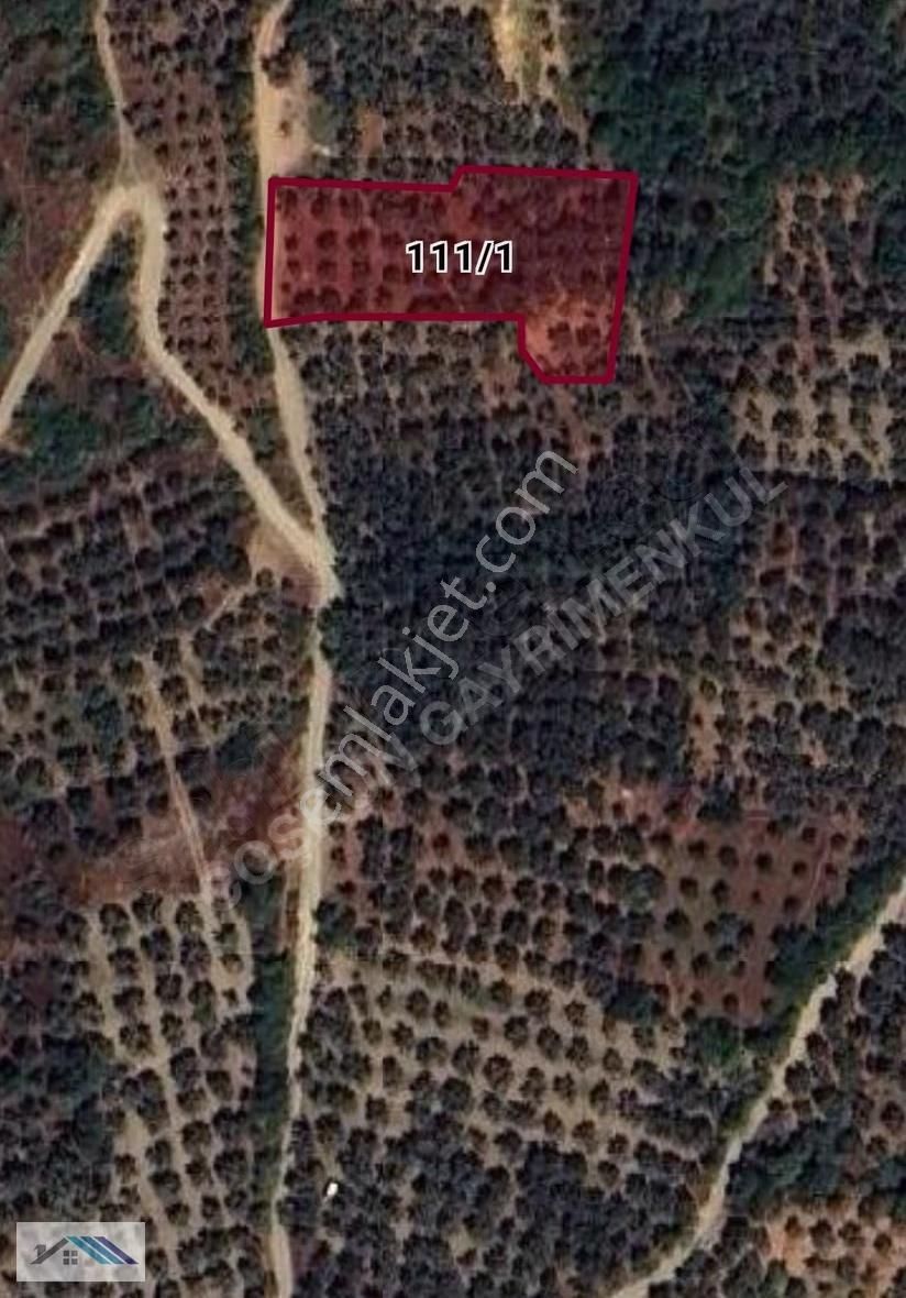 Bursa/orhangazi /çakırlı Satılık Zeytinlik